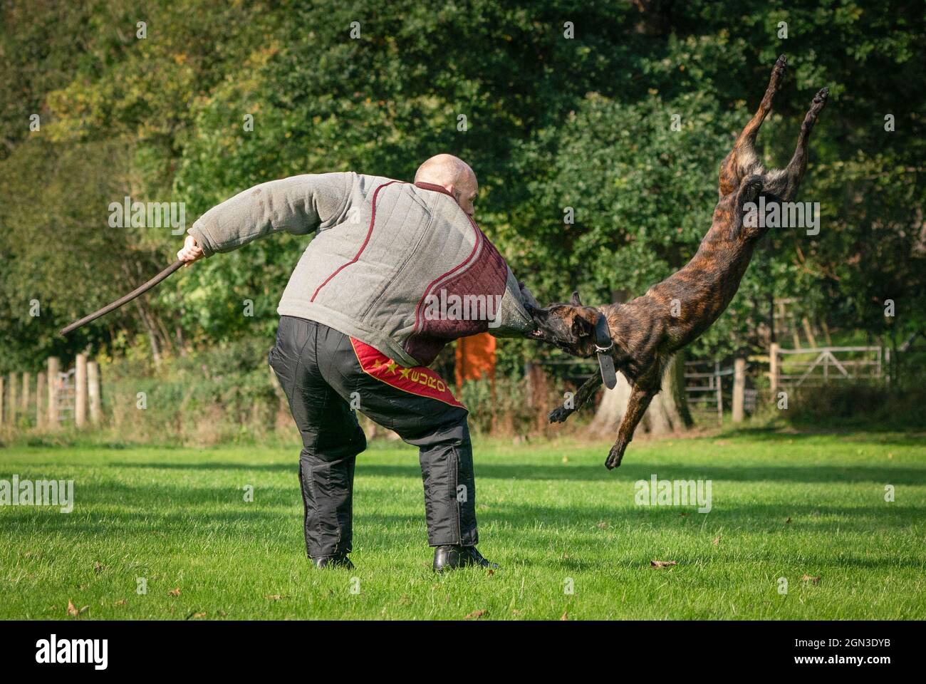 PC Lee Judge avec Atla le chien comme unité de police Scotland train à la police Scotland Dog Unit, Pollok Country Park, avant le sommet Cop26 à Glasgow. Date de la photo: Mercredi 22 septembre 2021. Banque D'Images