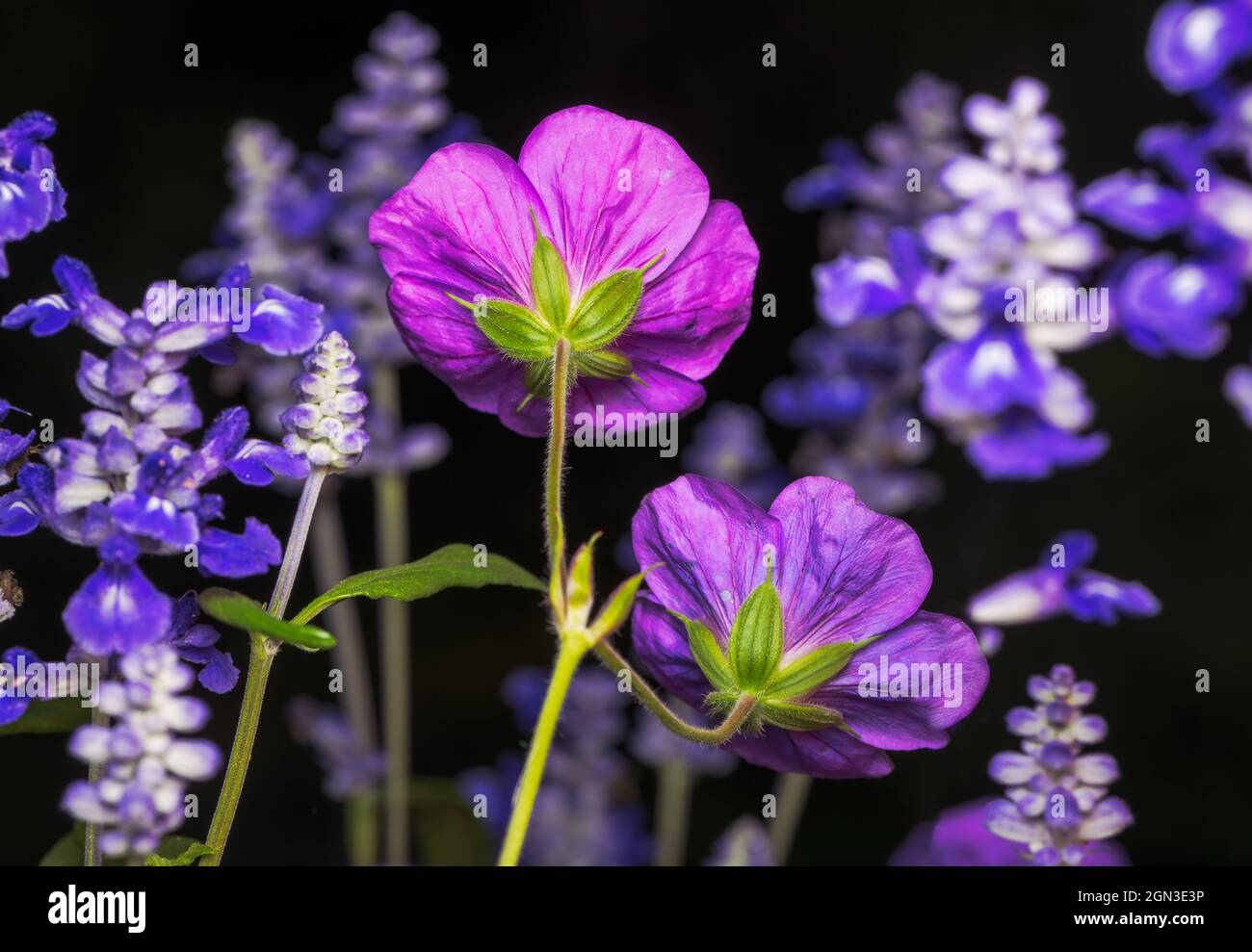 Macro de fleurs de géranium et de sauge Banque D'Images