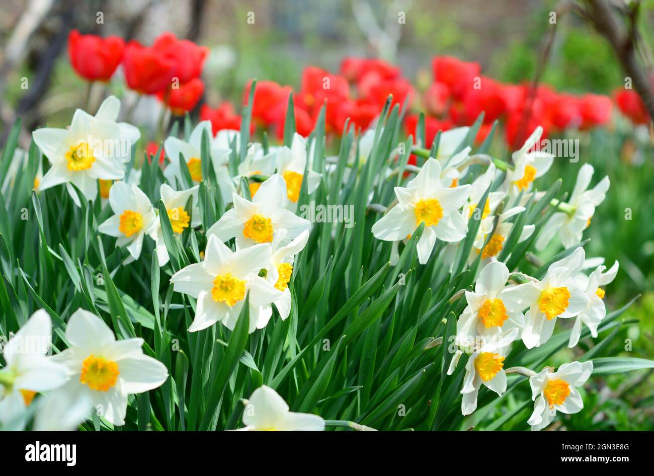 Narcissus aux fleurs de tulipes rouges sur le parterre de printemps. La  fleur de Narcisse aussi connue sous le nom de jonquille, jonquille, narcisse  et jonquil Photo Stock - Alamy