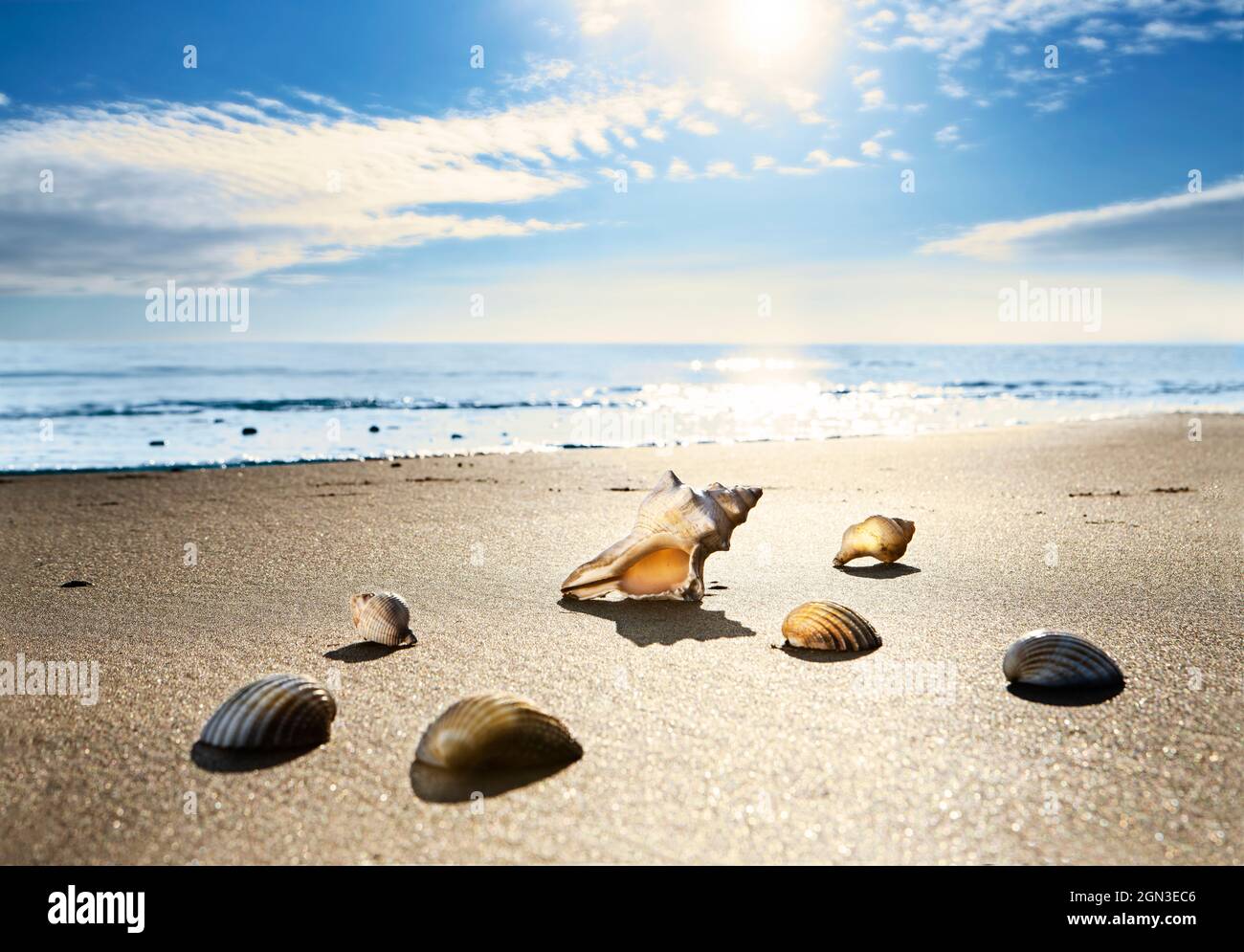 Coquillages se reposant sur la plage comme la marée entre et le soleil brille. Coques rétroéclairées sur la plage. Angle bas tôt le matin Banque D'Images