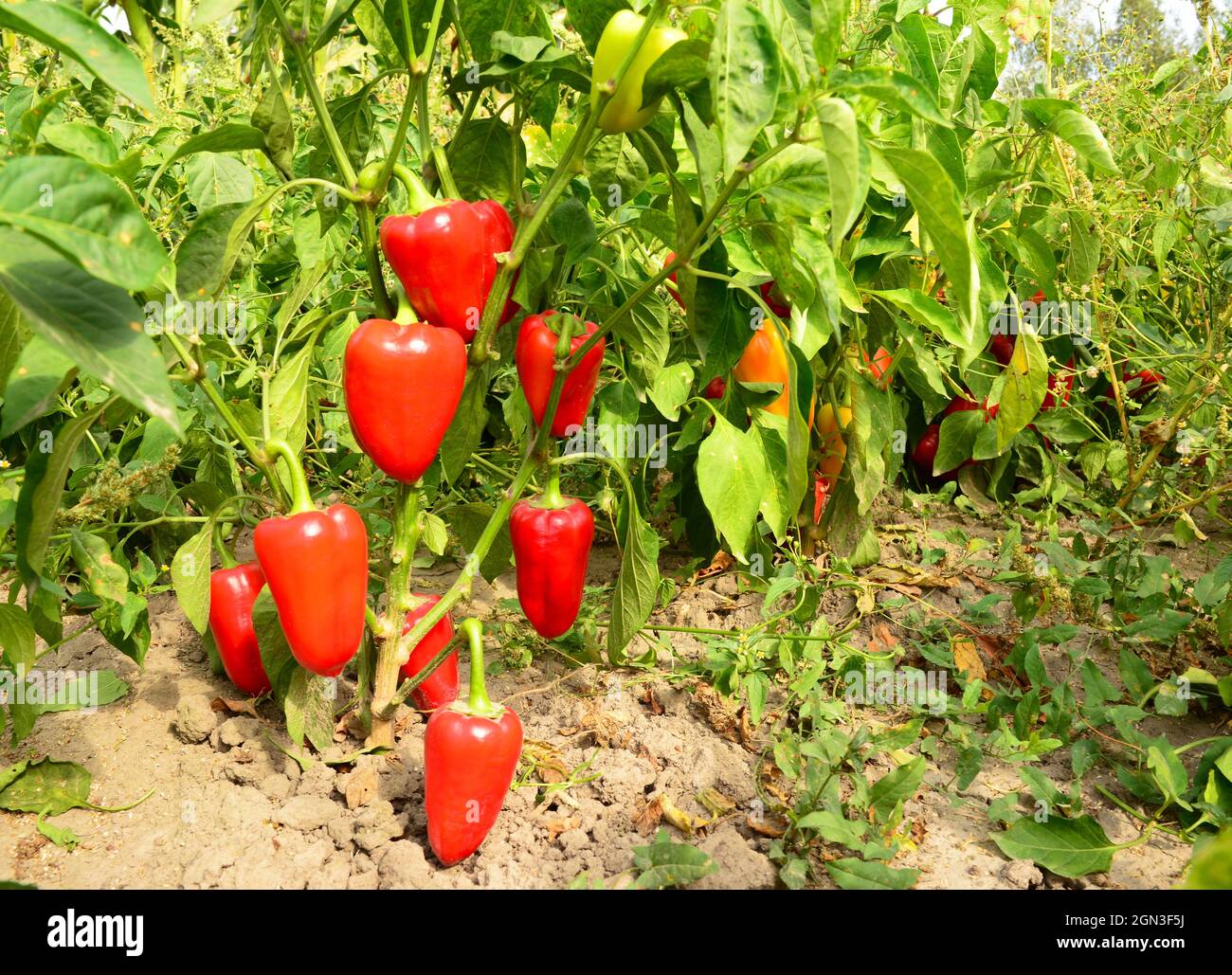 Plantation de poivron mûr dans le jardin. Culture, récolte de poivrons rouges. Banque D'Images