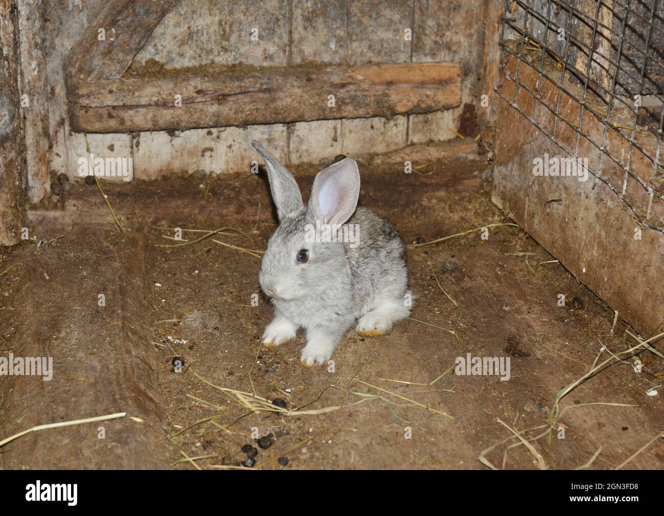 Bebe Lapin Elever Et Elever Le Bebe Lapin Dans La Ferme Dans La Cage En Bois Photo Stock Alamy Bebe Lapin Elever Et Elever Le Bebe Lapin Dans La Ferme Dans La Cage En Bois Photo Stock Alamy
