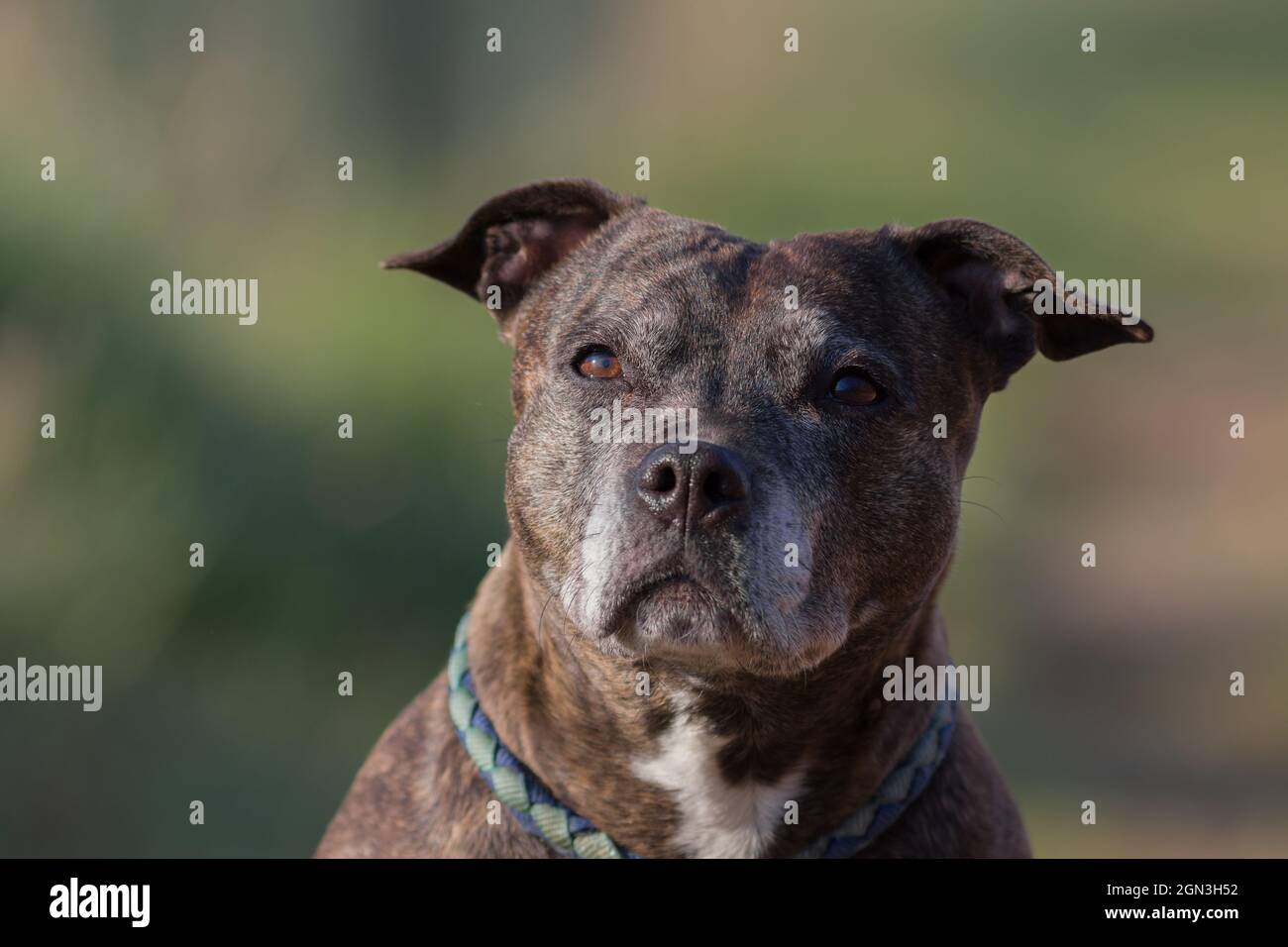 Gros plan d'un terrier de taureau du staffordshire Banque D'Images