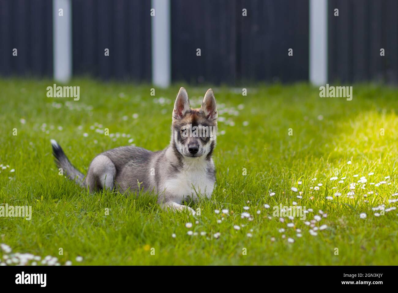 Portrait d'un jeune chien Husky Shepherd Mix Banque D'Images