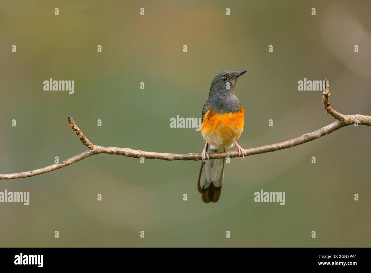 Shama, Copsycus malabaricus, Mahananda Wildlife Sanctuary, Bengale occidental, Inde Banque D'Images