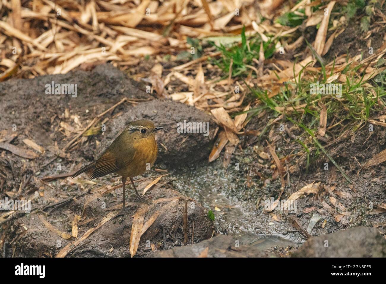 Bush Robin, femelle, Tarsiger indicus, Parc national de Singhalila, Bengale occidental, Inde Banque D'Images