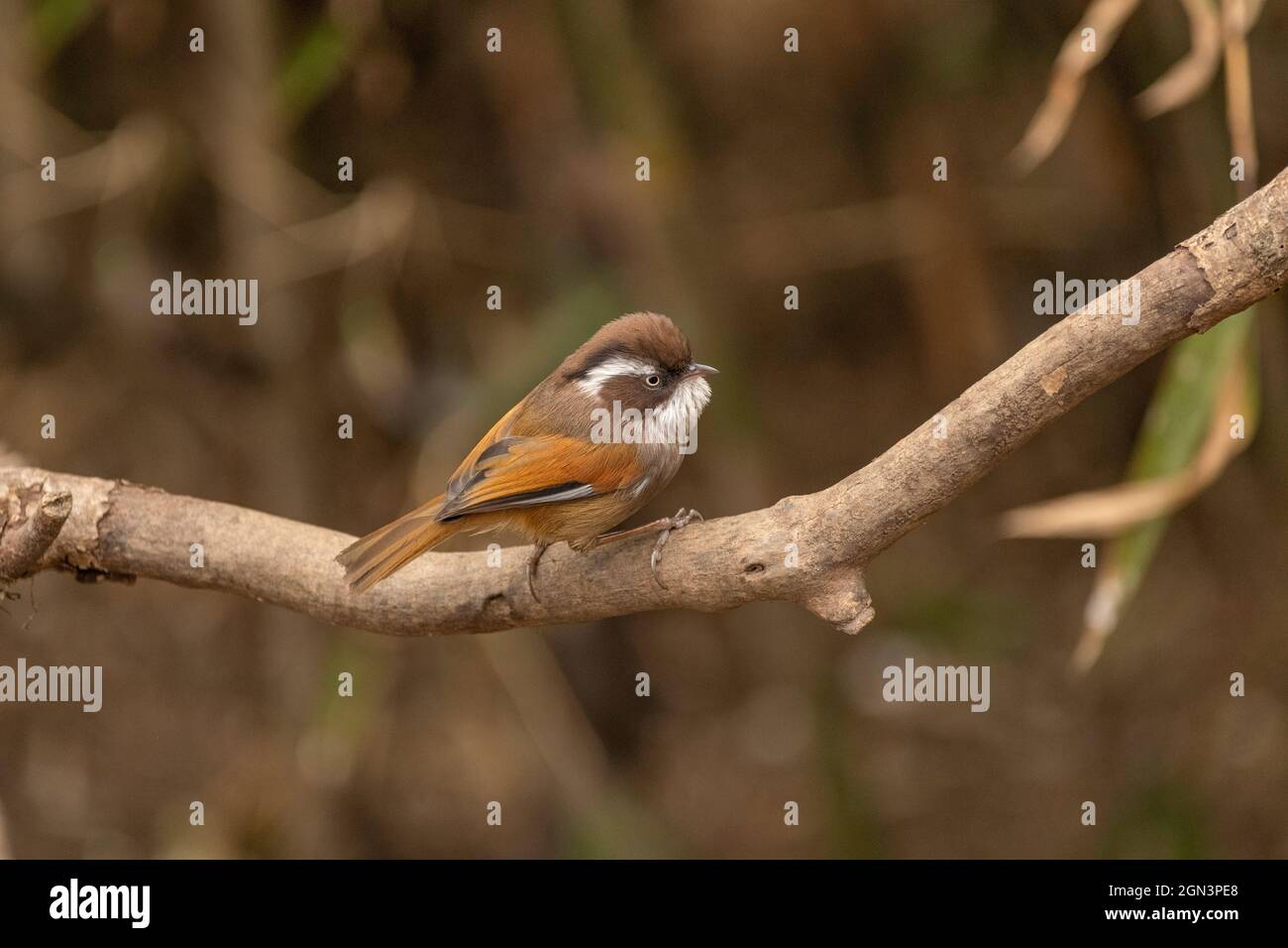 Fulvetta à sourcils blancs, Fulvetta vinipectus, Parc national de Singhalila, Bengale-Occidental, Inde Banque D'Images