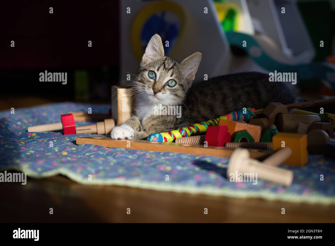 Portrait d'un jeune chat rayé noir brun avec des yeux bleu vert Banque D'Images