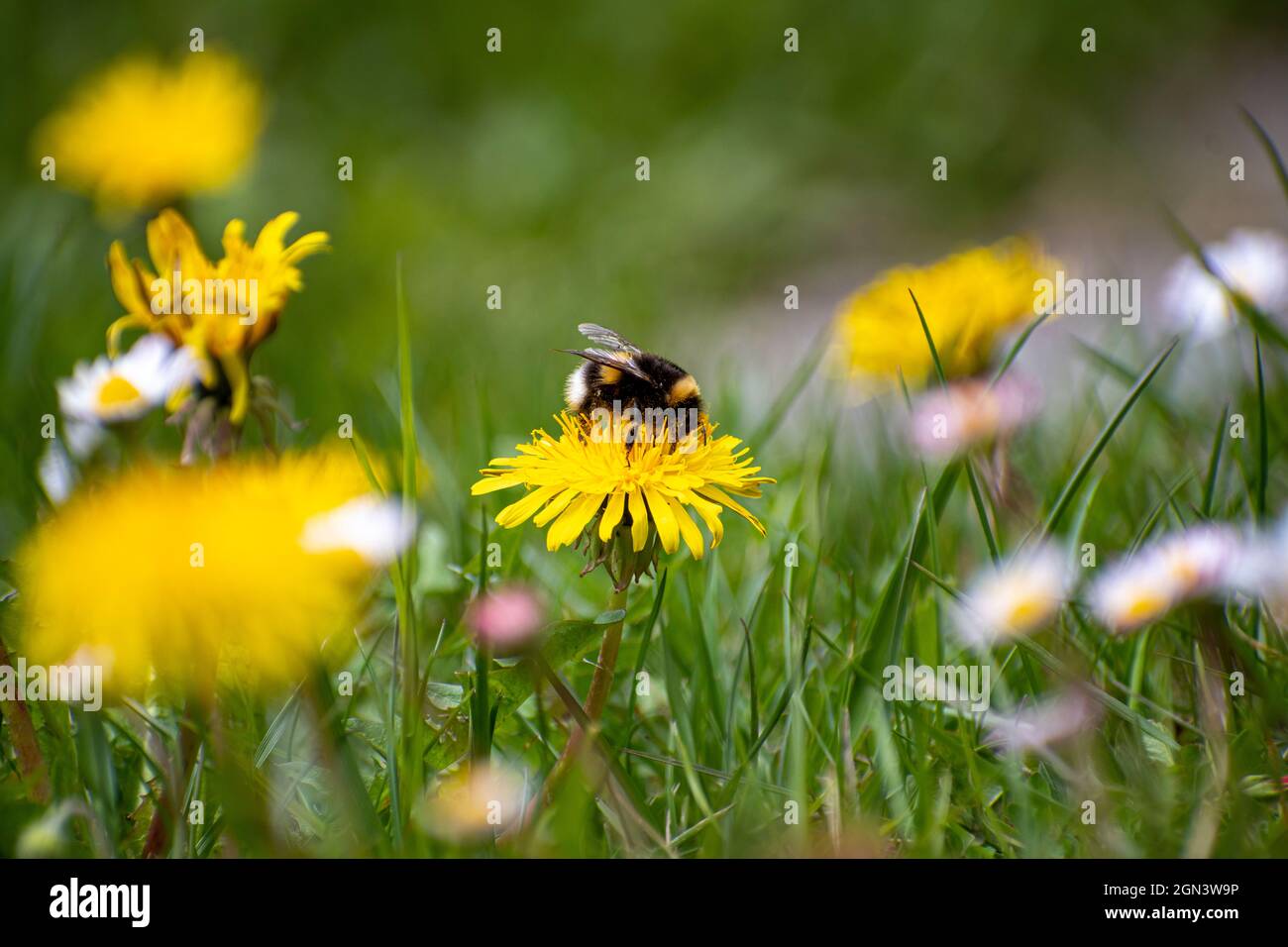 Une abeille bourdonnante se nourrit du nectar d'une fleur de pissenlit dans une pelouse de jardin avec des pâquerettes Banque D'Images