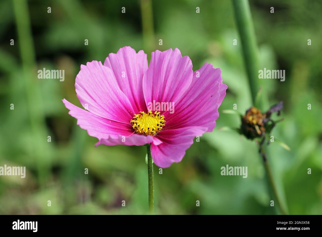 Cosmos roses, Cosmos bipinnatus de variété inconnue, fleurissent de près  avec un centre jaune et un fond de feuilles floues Photo Stock - Alamy
