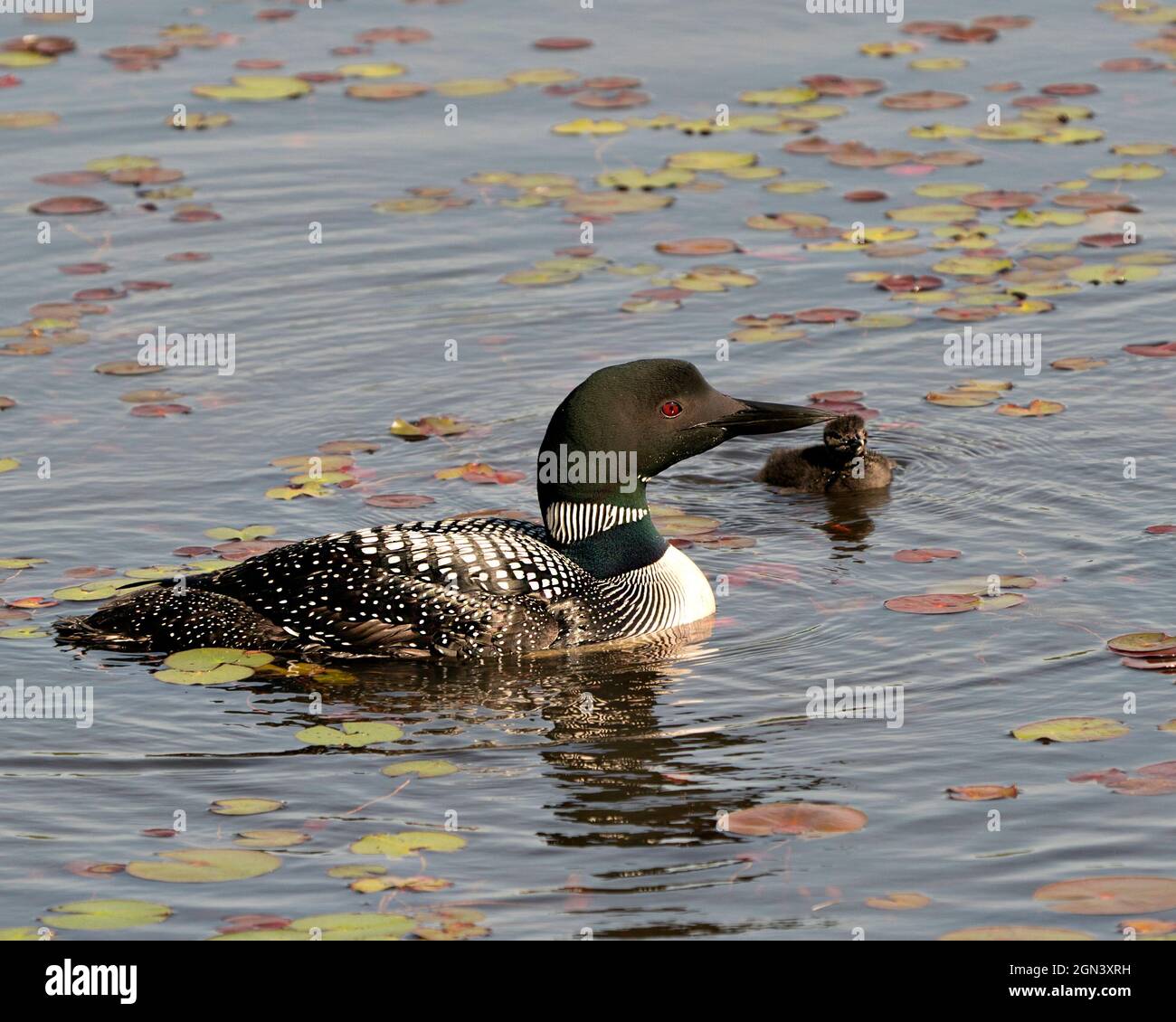 Loon commun nageant et prenant soin de bébé poussin avec des coussins d'eau de nénuphars premier plan et arrière-plan et appréciant le miracle nouvelle vie. Image Loon. Banque D'Images