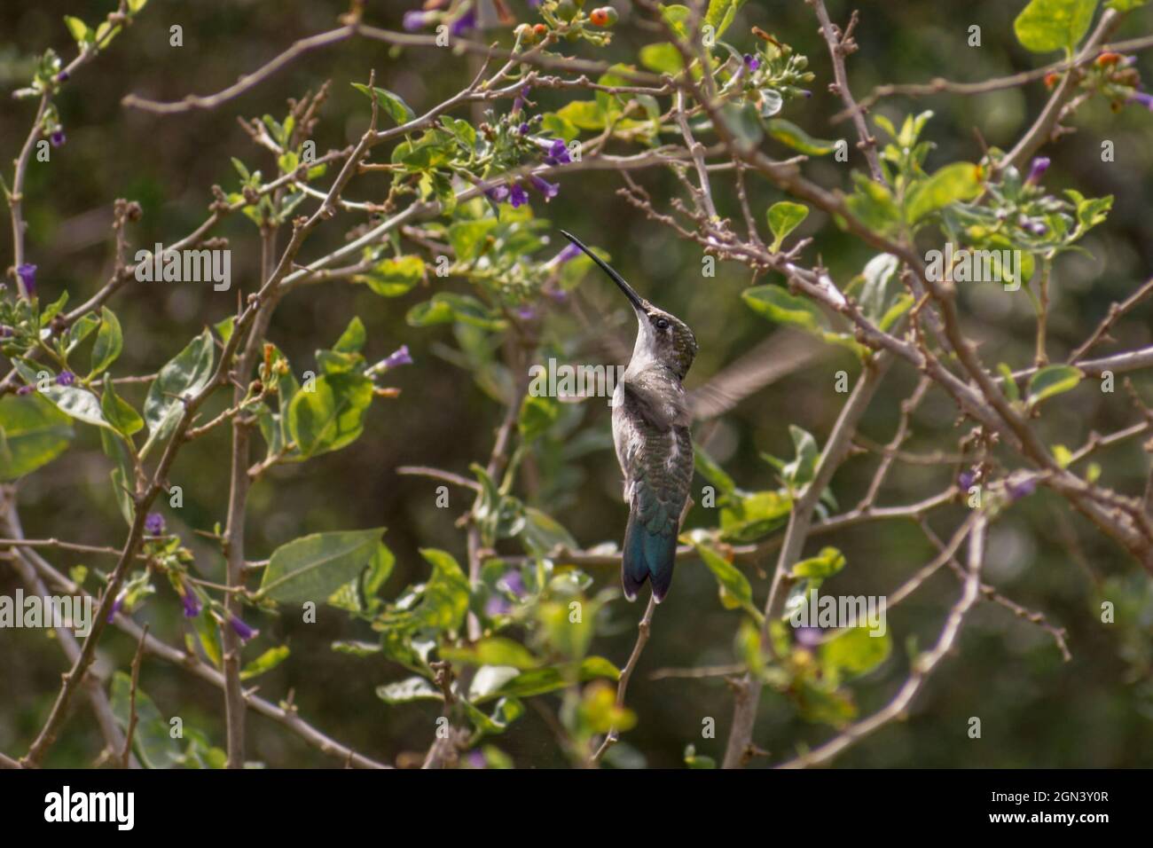 Petit colibri en vol aproching à une petite fleur violette. Trochilidae. Banque D'Images