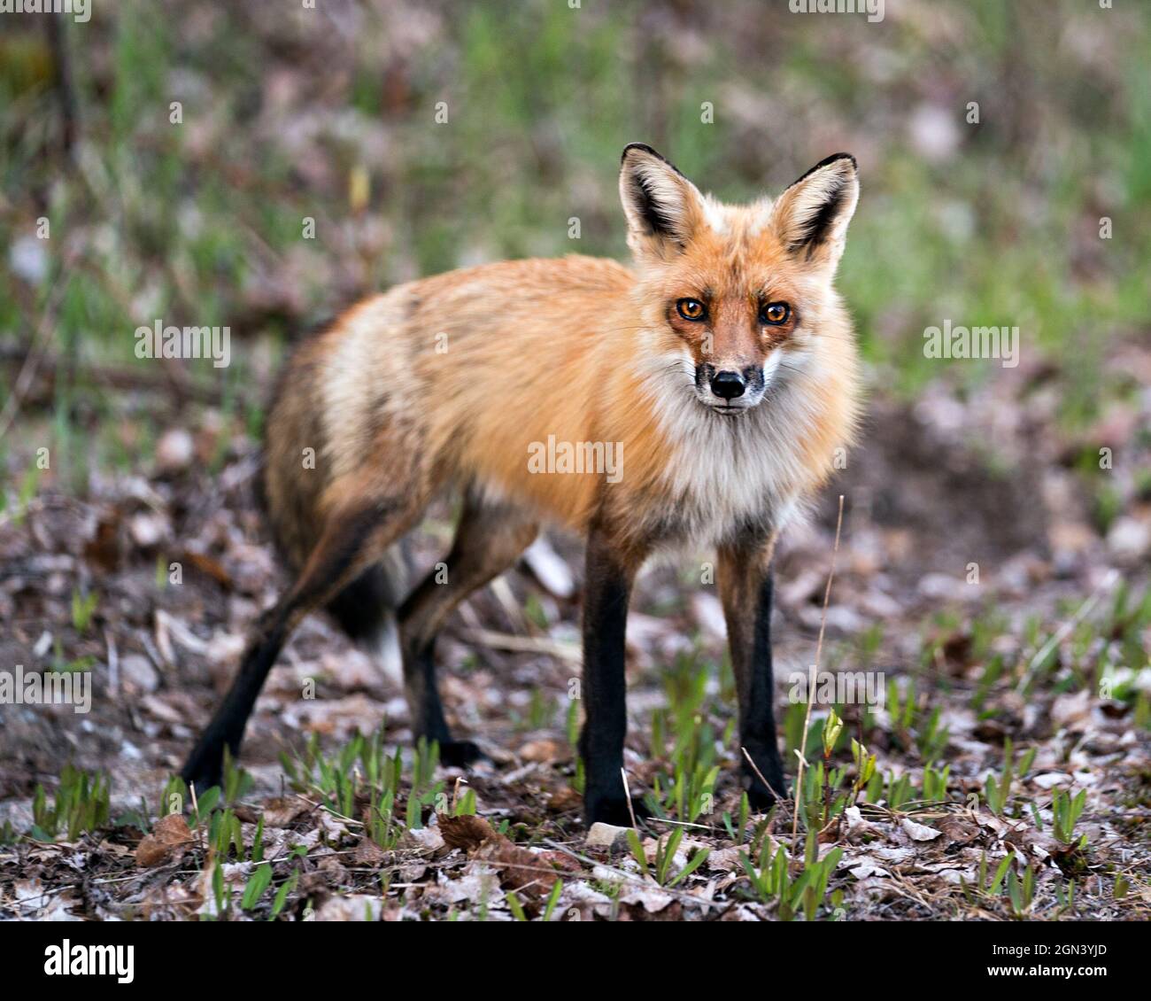 Profil en gros plan du renard roux vue latérale regardant l'appareil photo avec un arrière-plan de feuillage flou dans son environnement et son habitat. Fox image. Image. Portrait. Banque D'Images