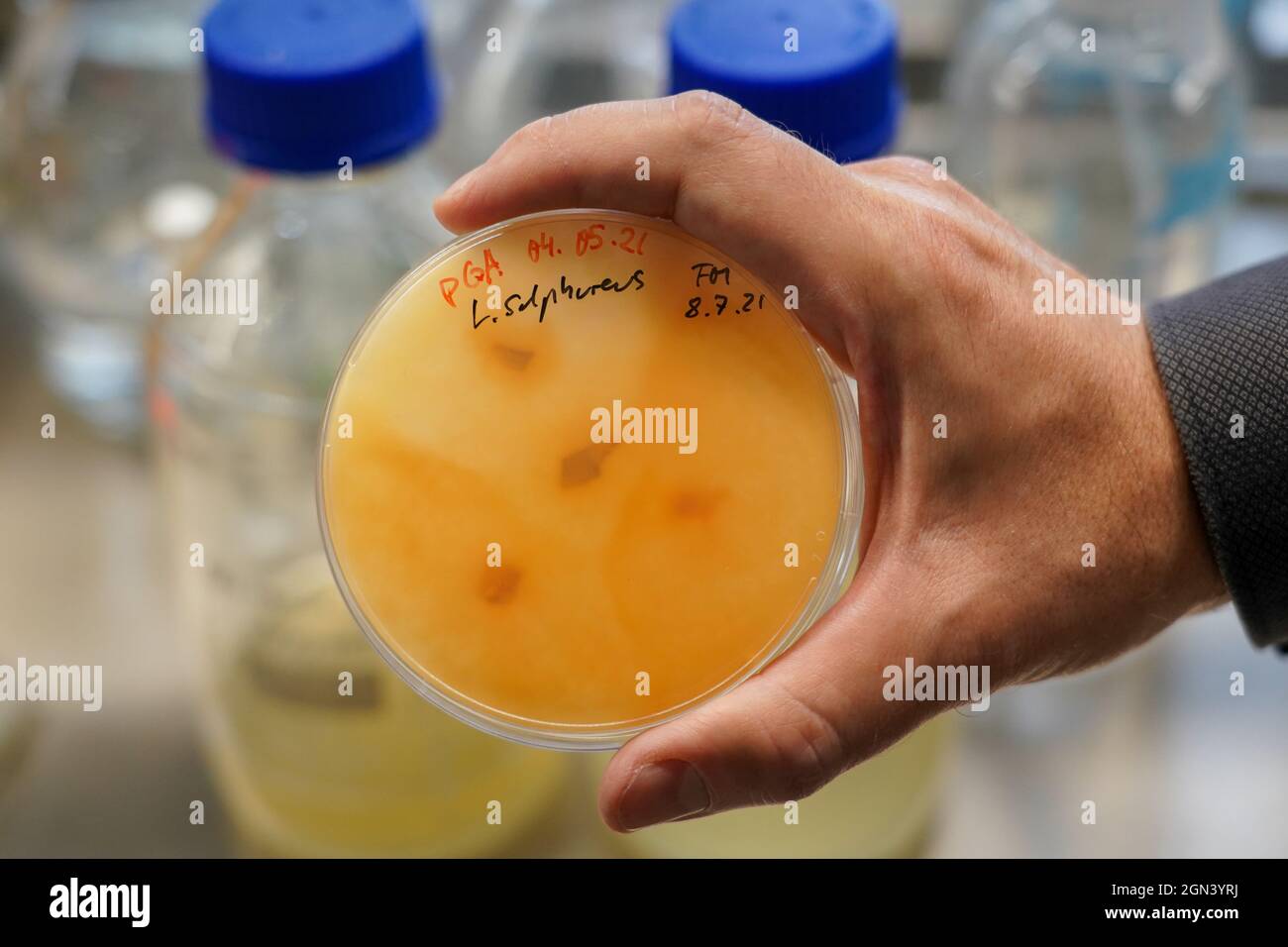 Halle, Allemagne. 22 septembre 2021. Une boîte de Pétri avec la culture fongique 'Laetiporus sulfureus' est tenue par une main dans le 'BioLab', un sous-programme de la 'BurgLabs automne session 2021' à Burg Giebichenstein Kunsthochschule Halle. Les BurgLabs auront lieu à l'école jusqu'en 24.09.2021. Pendant la période sans cours, les étudiants peuvent apprendre avec différents matériaux d'une manière orientée vers l'application et basée sur l'échange. Credit: Peter Endig/dpa-Zentralbild/ZB/dpa/Alay Live News Banque D'Images
