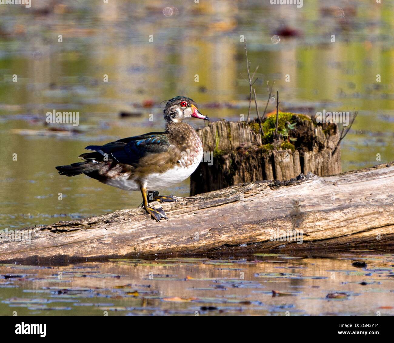 Canard en bois oiseau juvénile debout sur une bûche dans un étang avec un fond d'eau floue dans son environnement et son habitat entourant avec une vue latérale. Image. Banque D'Images