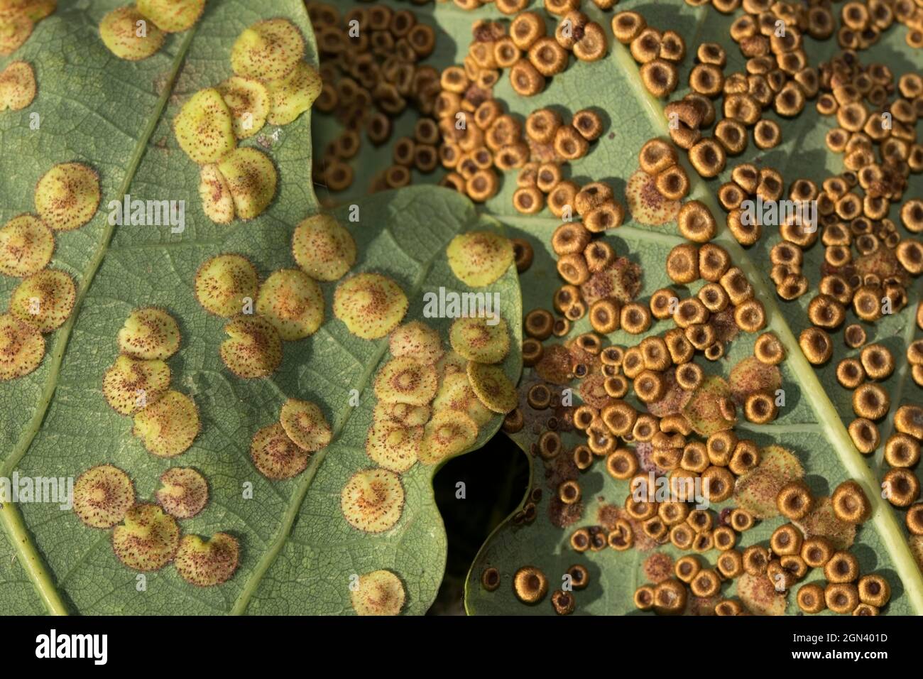 Les galettes plates communes et soie poussent sur le dessous des feuilles de chêne. Chaque Gall abrite une seule guêpe de galon qui se développera en vol libre Banque D'Images