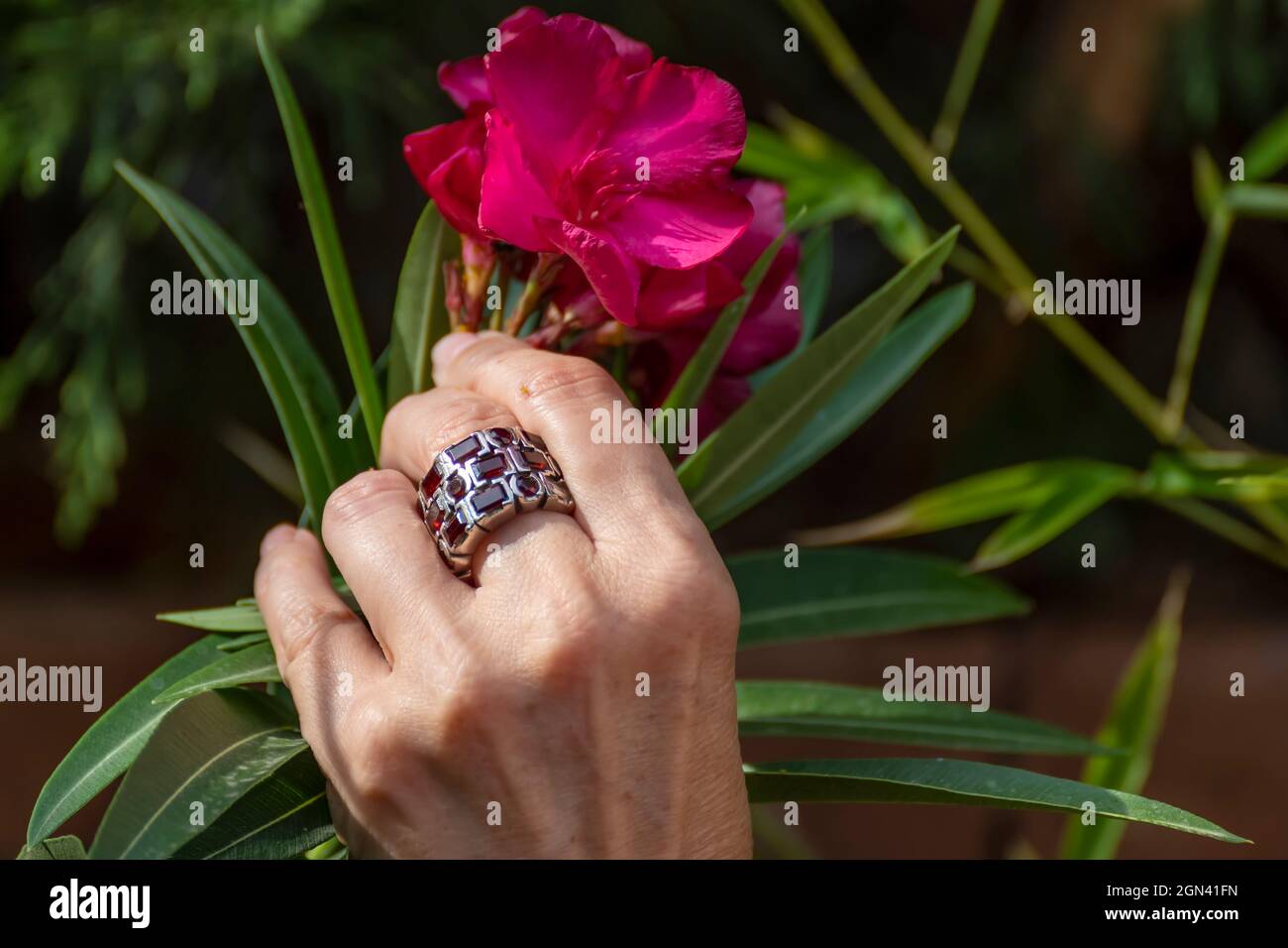 La main d'une femme ramasse une fleur d'oléander rouge de la plante, avec un anneau de couleur similaire sur son doigt Banque D'Images