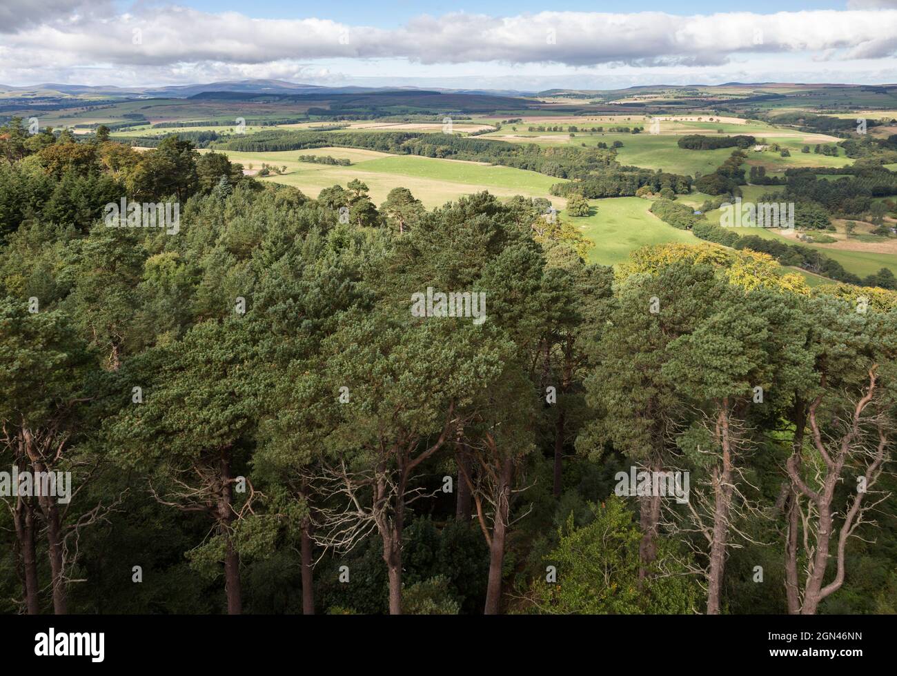 Hulne Park, vue depuis la tour de Brizlee folly, Alnwick, Northumberland Banque D'Images