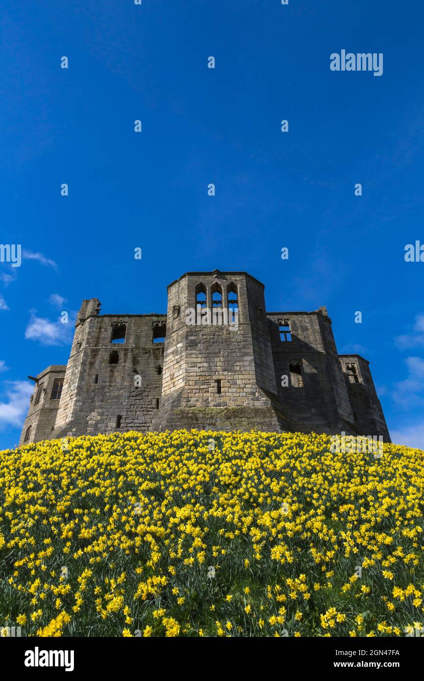 Château de Warkworth avec des jonquilles en fleurs au printemps, Warkworth, Northumberland, Royaume-Uni, Banque D'Images