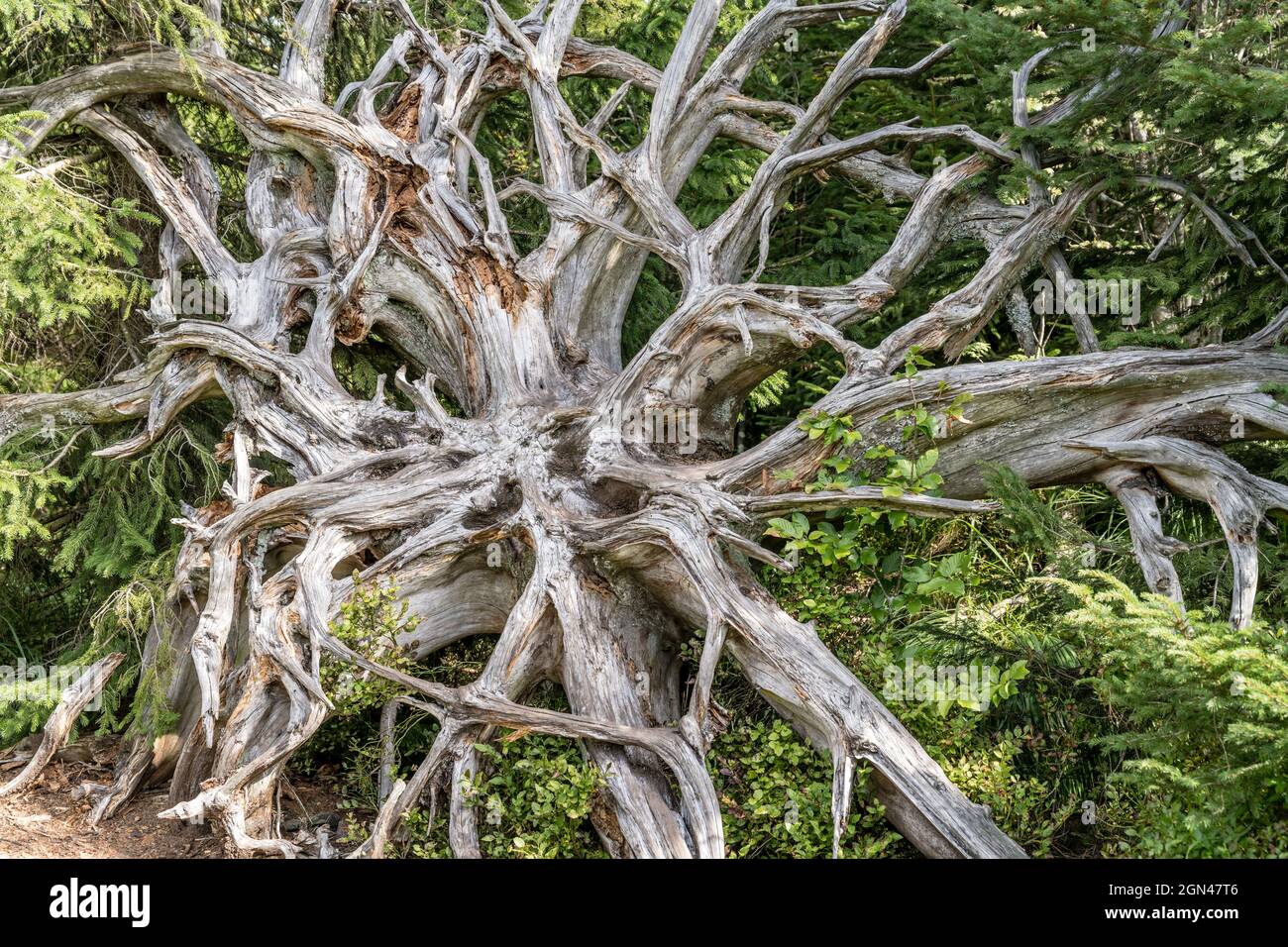 Les racines séchées d'arbres non enracinés font un morceau d'art moderne dans la forêt, tourné à la lumière de l'été près d'Oppenau, Renchtal, Forêt Noire, Baden Wuttenberg, GE Banque D'Images