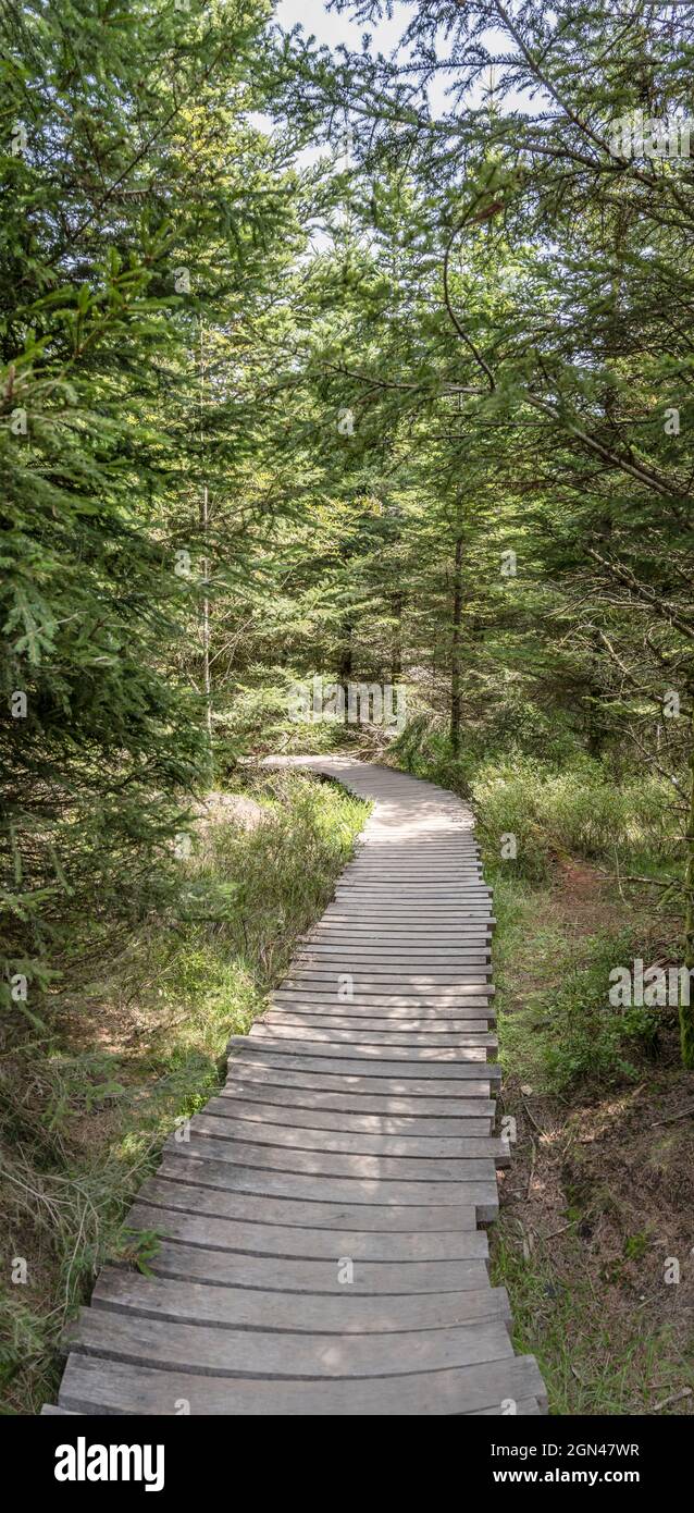 Chemin en bois se courbant dans la forêt parmi de grands arbres, tiré à la lumière d'été près d'Oppenau, Renchtal, Forêt Noire, Baden Wuttenberg, Allemagne Banque D'Images