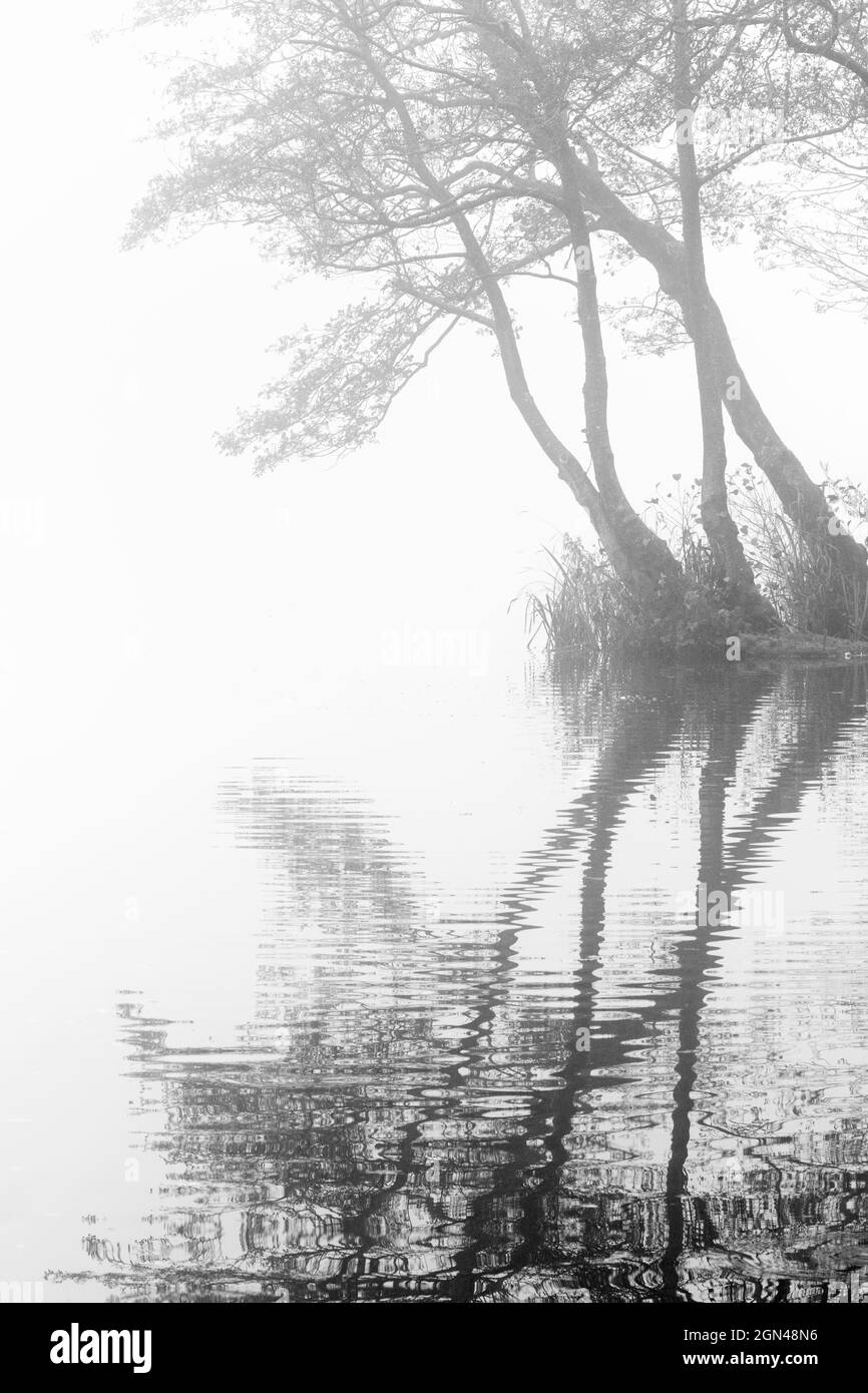 Arbres brumeux et réflexions, Bolam Lake Country Park, Northumberland, Royaume-Uni Banque D'Images