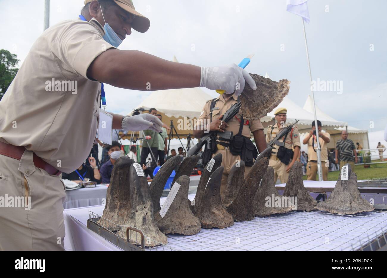 Guwahati, Guwahati, Inde. 22 septembre 2021. Un fonctionnaire de la forêt d'Assam a confisqué des cornes de rhinocéros pour avoir brûlé publiquement alors que le monde célèbre aujourd'hui la Journée mondiale des rhinocéros au terrain de parade de Bokaghat dans le district de Golaghhat d'Assam Inde le mercredi 22 septembre 2021. Au total, 2479 cornes de rhinocéros confisquées sont brûlées aujourd'hui publiquement. Pour la première fois en Inde, les cornes de rhinocéros confisquées sont brûlées publiquement. (Image de crédit : © Dasarath Deka/ZUMA Press Wire) Banque D'Images