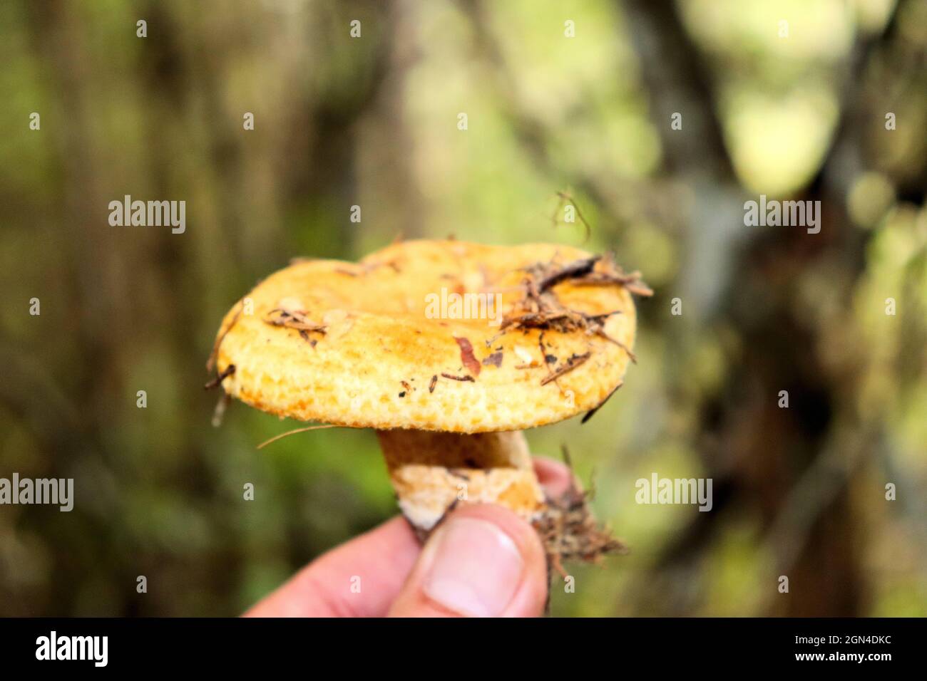Champignons d'automne récoltés dans la forêt Banque D'Images