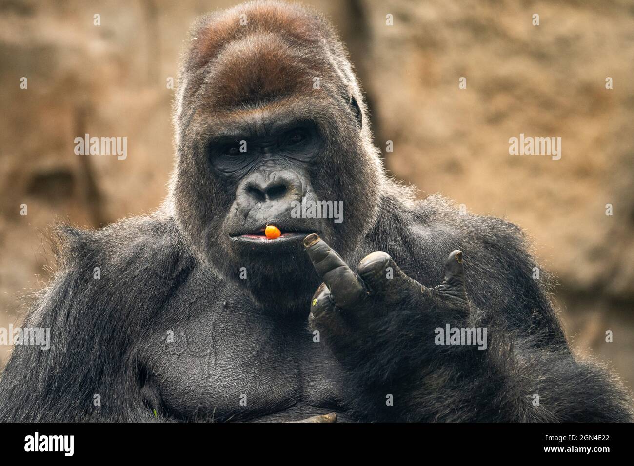 Quand un gorille fait un doigt d'honneur aux visiteurs d'un zoo