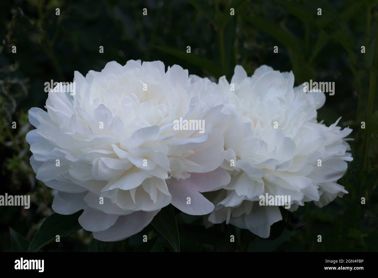 Paeonia Pamyati Akademica Tsitsina. Double fleur de pivoine blanche. Deux fleurs. Photo horizontale. Banque D'Images