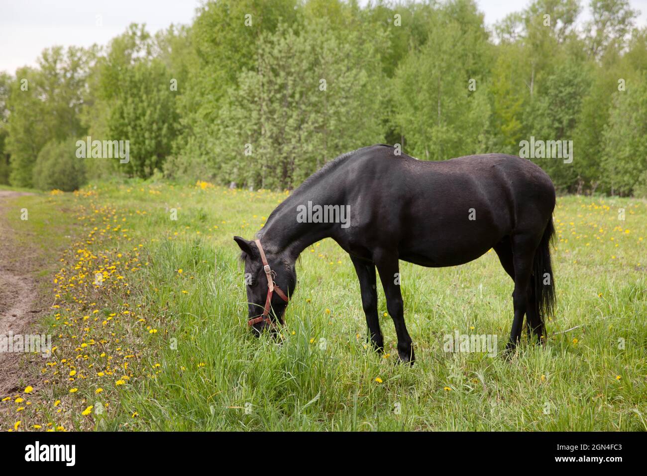 Cheval noir.Le cheval s'égratigore dans la prairie, mange de l'herbe fraîche. Banque D'Images