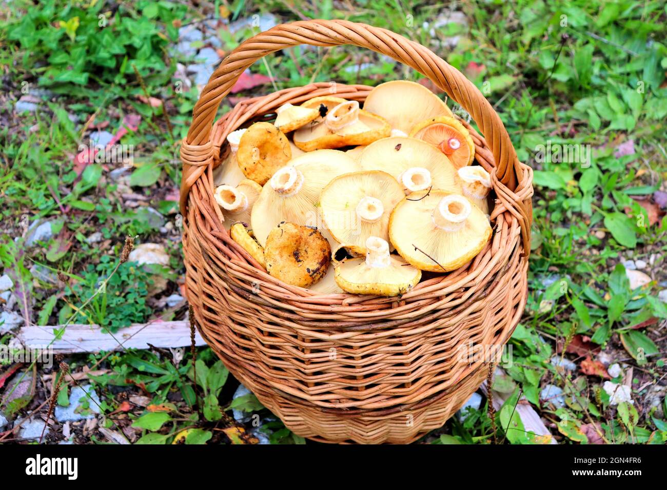 Champignons d'automne récoltés dans la forêt Banque D'Images