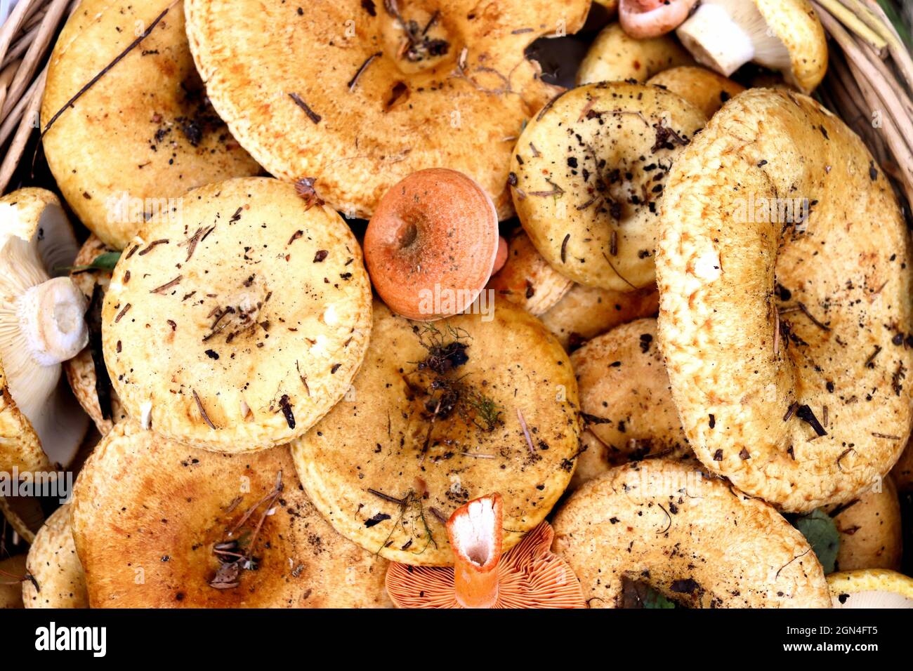 Champignons d'automne récoltés dans la forêt Banque D'Images