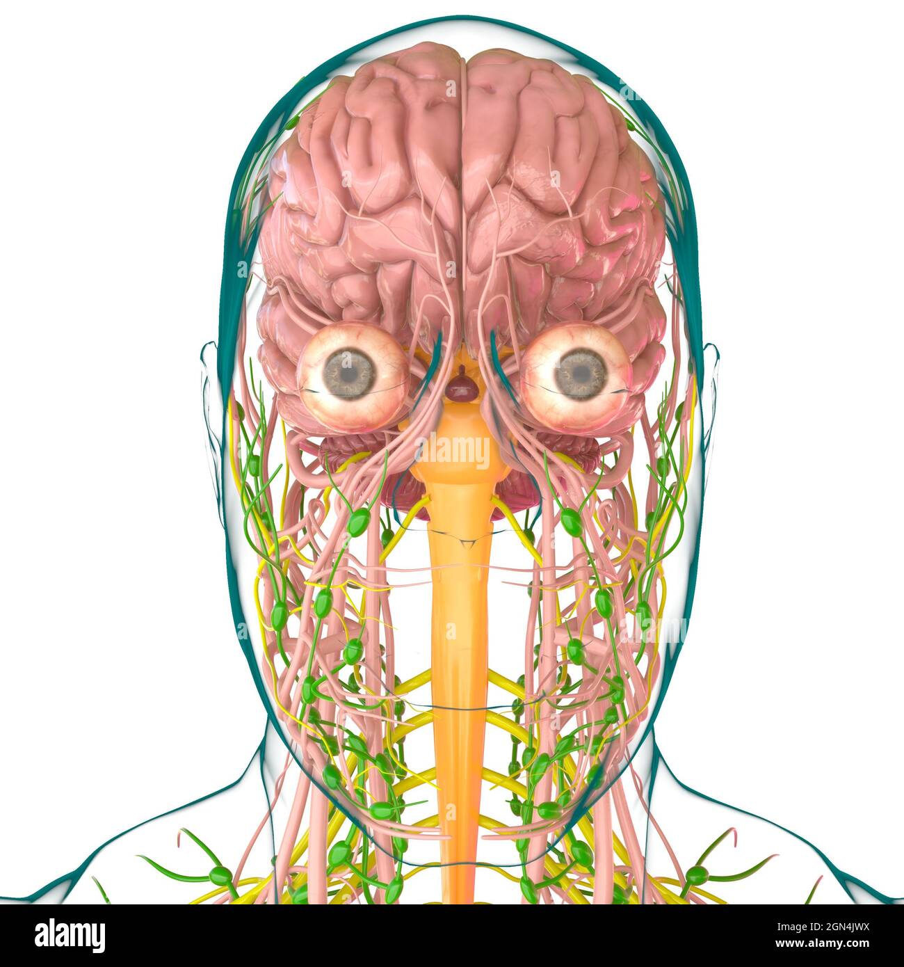 Human Brain Anatomy for Medical concept Illustration 3D Banque D'Images