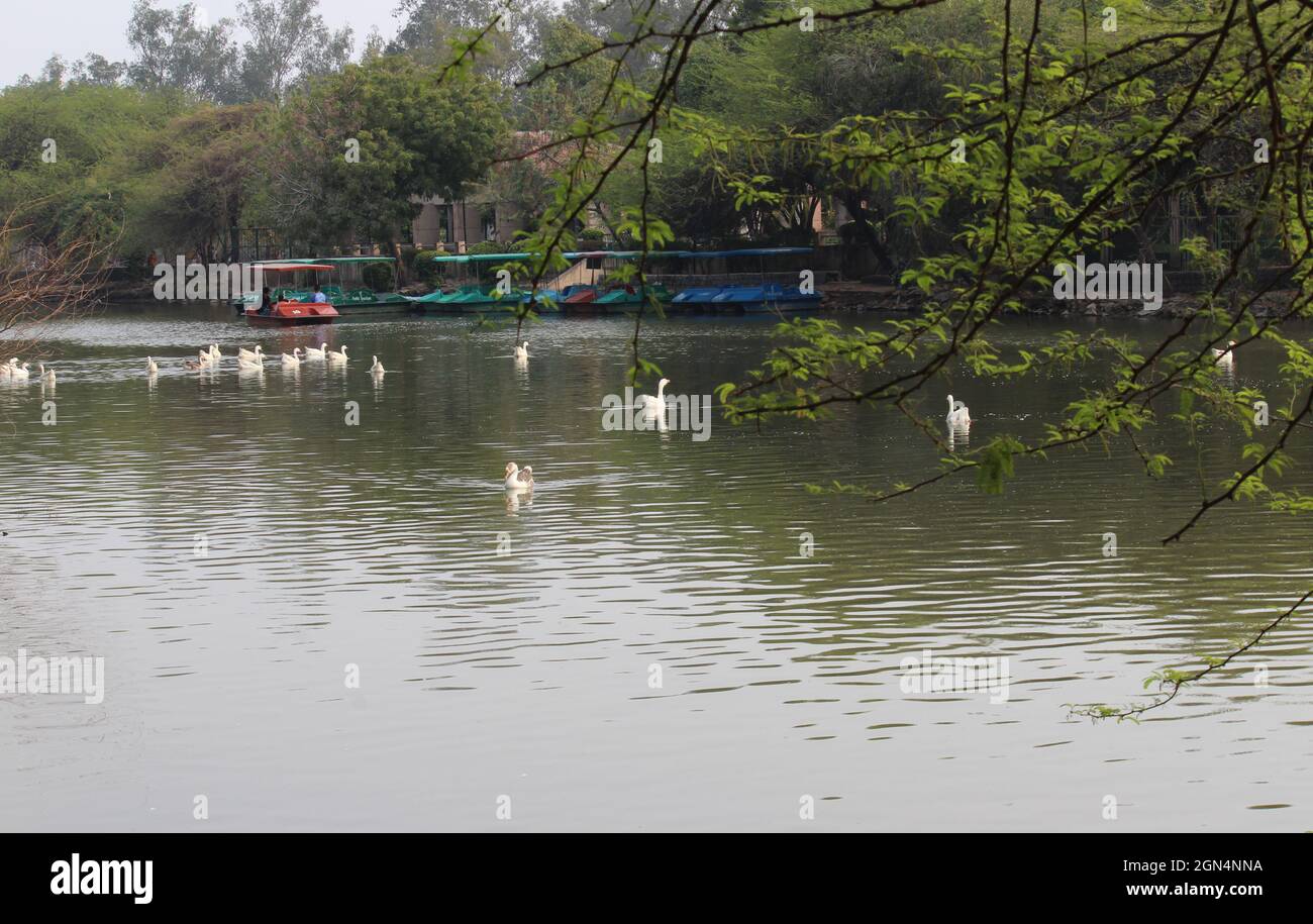 Promenade en bateau à pédales dans le parc du lac Sanjay à Trilokpuri, New Delhi, Inde Banque D'Images