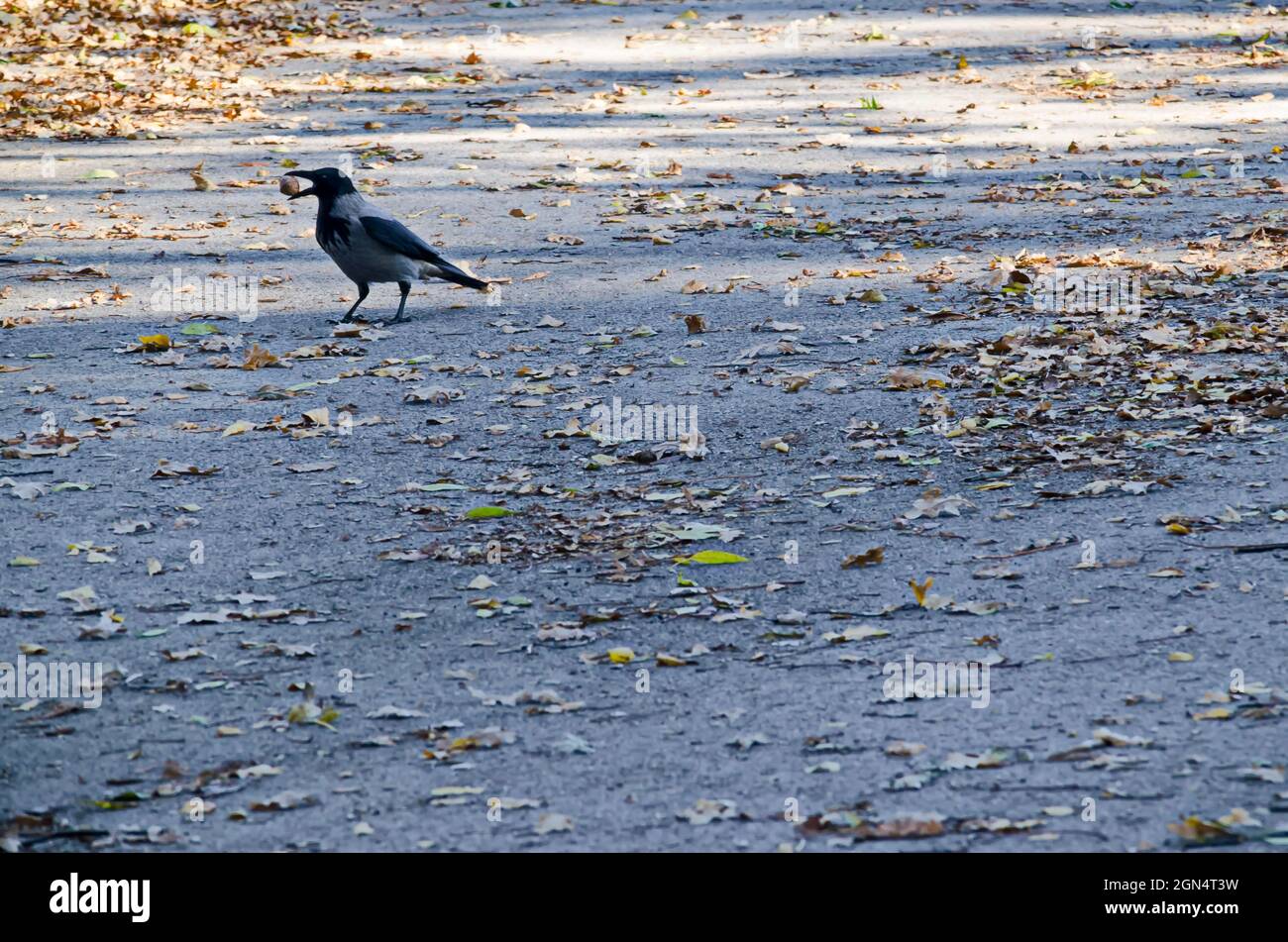 Vue avec un oiseau de corbeau marchant sur un pré avec un noyer dans son bec pendant l'automne, Sofia, Bulgarie Banque D'Images