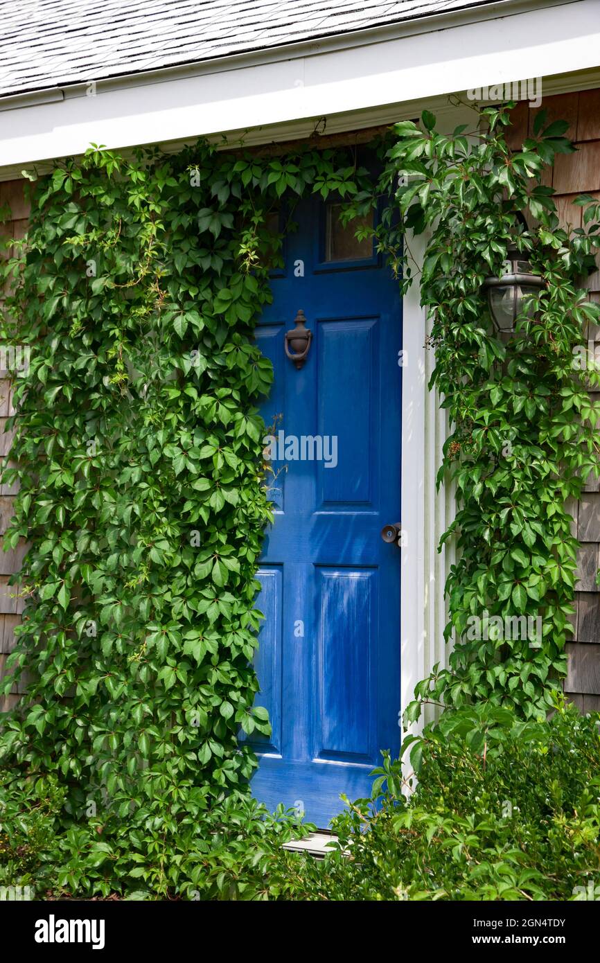 Une porte d'entrée bleue de la maison encadrée de verierre vert vif. Banque D'Images