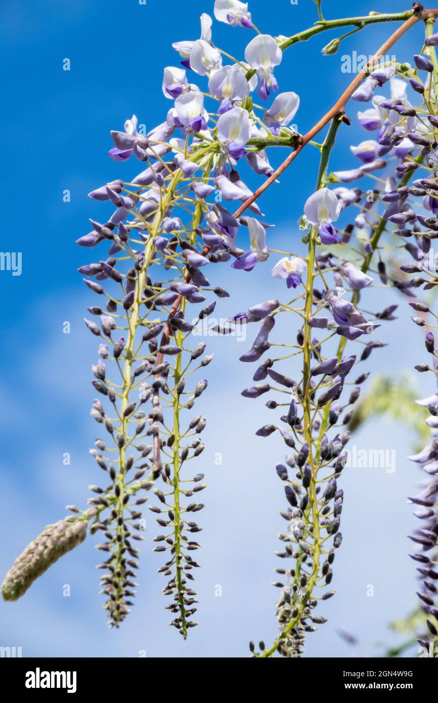 Wisteria floribunda Lawrence Banque D'Images