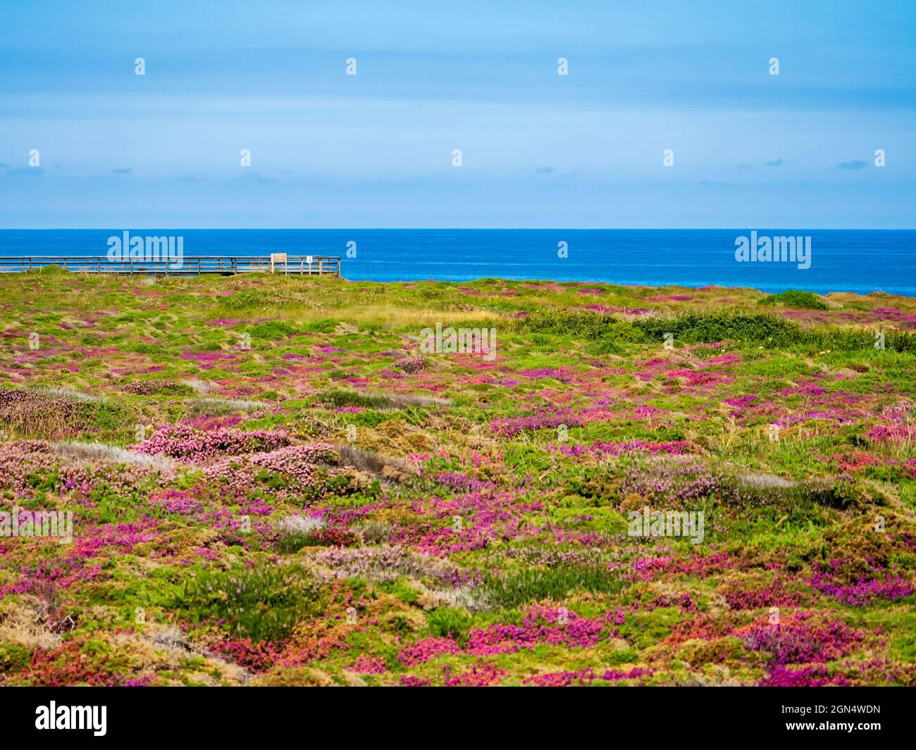 Grand champ de fleurs sauvages de différentes couleurs en face de la mer Cantabrique de Galice. Banque D'Images