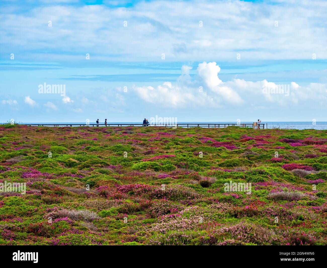 Grand champ de fleurs sauvages de différentes couleurs en face de la mer Cantabrique de Galice. Banque D'Images