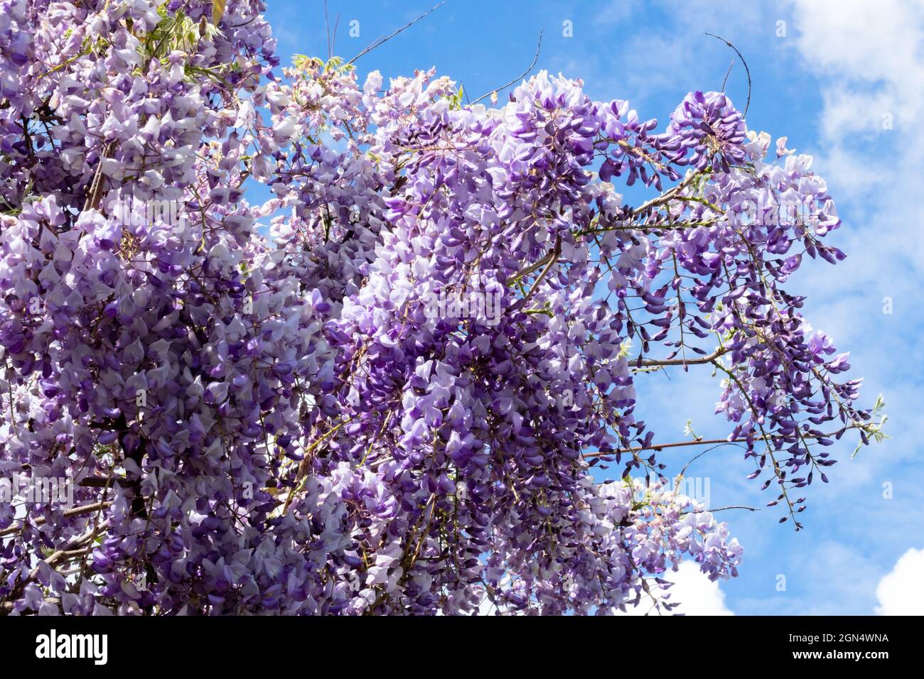 Wisteria sinensis 'Caroline' Wisteria 'Caroline' Banque D'Images