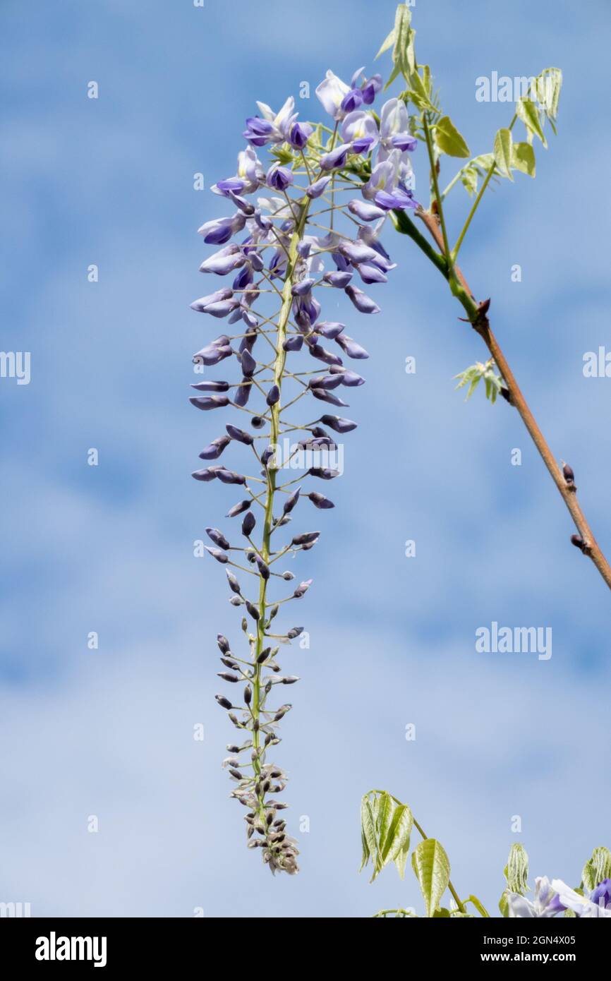 Wisteria Wisteria frutescens Wisteria macrostachya Banque D'Images