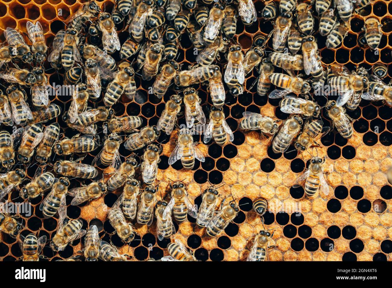 Abeilles Grouillant Sur Le Nid D'abeilles, Séquences Macro Extrêmes. Les  Insectes Travaillant Dans Une Ruche En Bois, Recueillant Le Nectar Du  Pollen De Fleur, Créent Un Miel Sucré. Concept D'apiculture, Travail  Collectif.