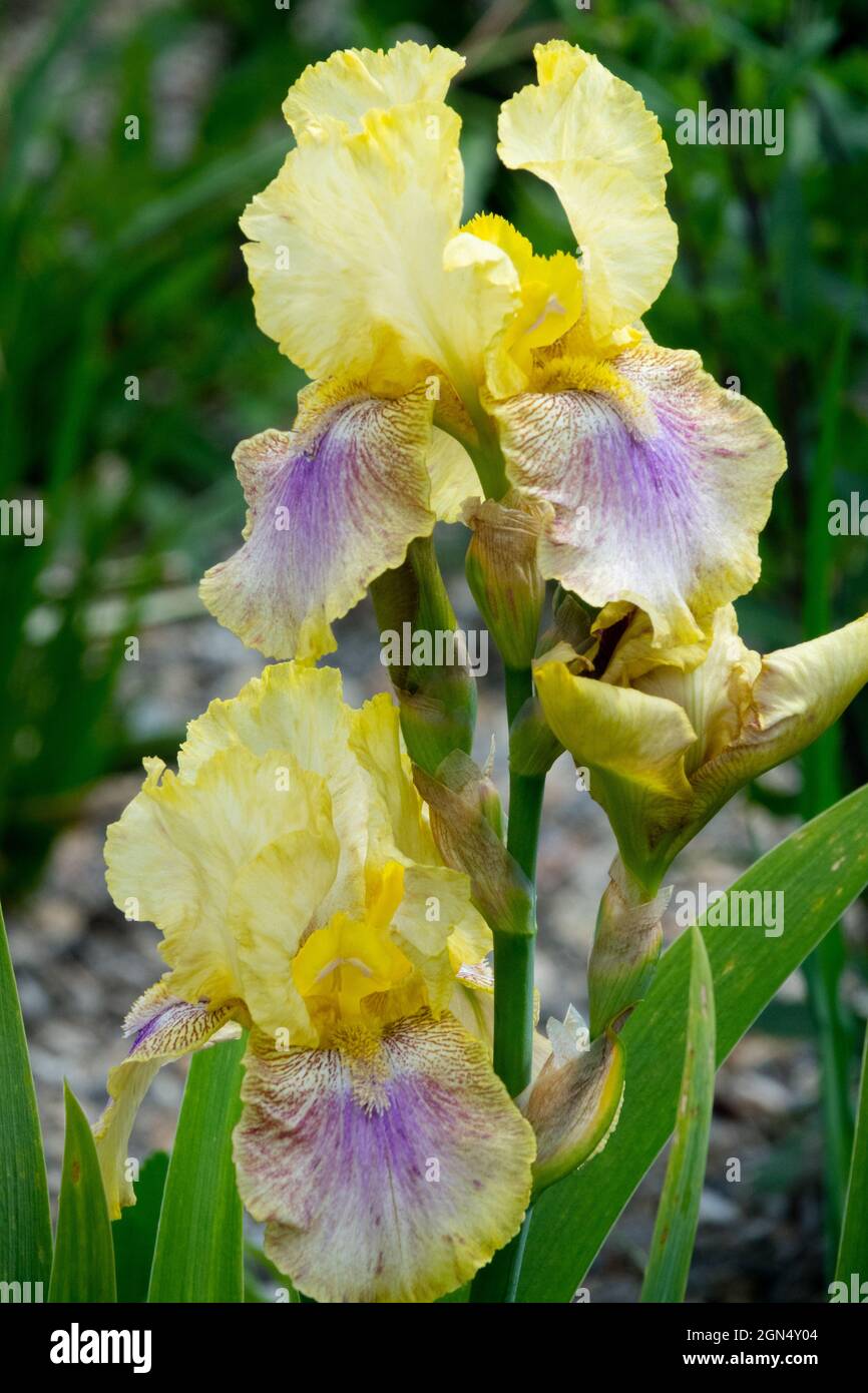 Fleur d'iris à barbe « élégance automnale » Banque D'Images