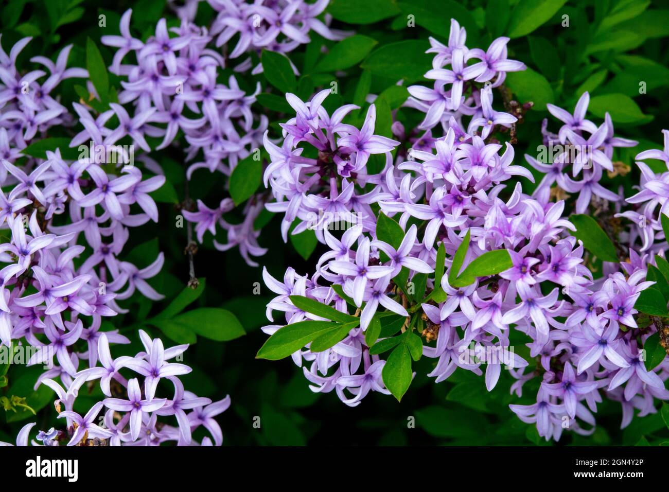 Syringa perse lilas Banque D'Images