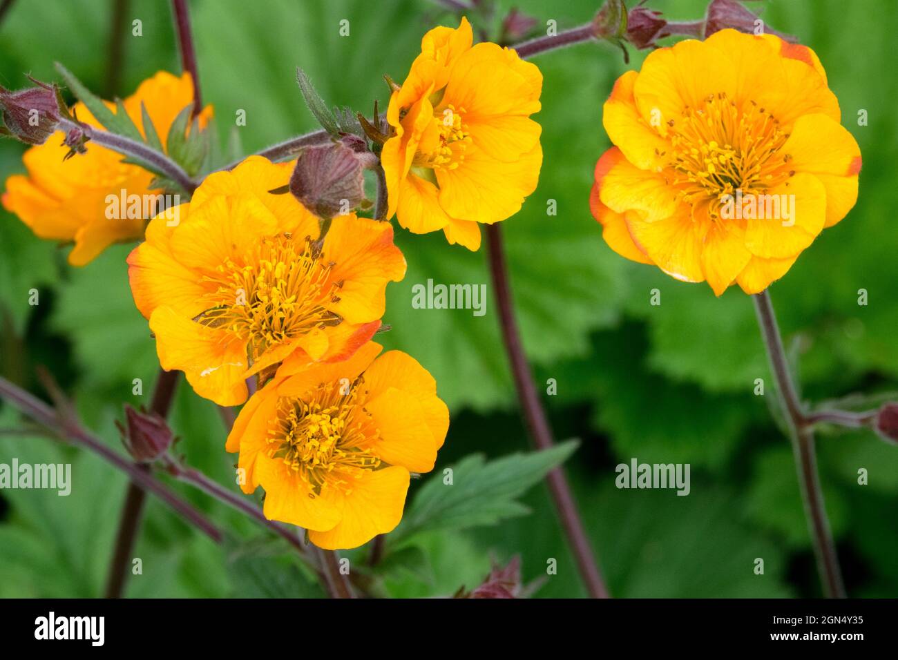 Geum 'Karlskaer' orange Avens floraison Geum coccineum Banque D'Images