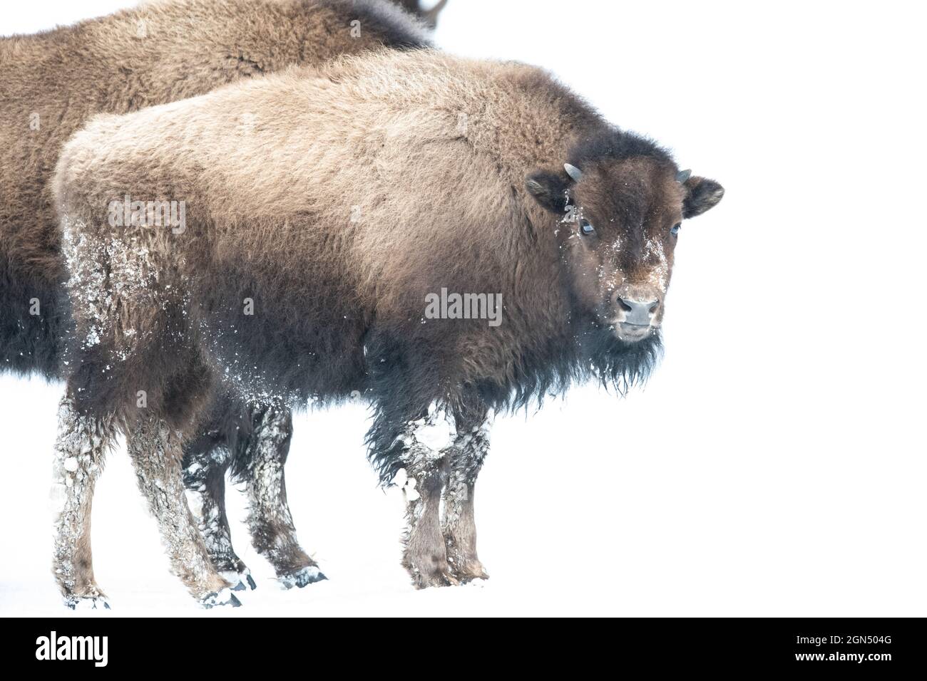 Bison américain (Bison bison) dans le parc national de Yellowstone en hiver Banque D'Images