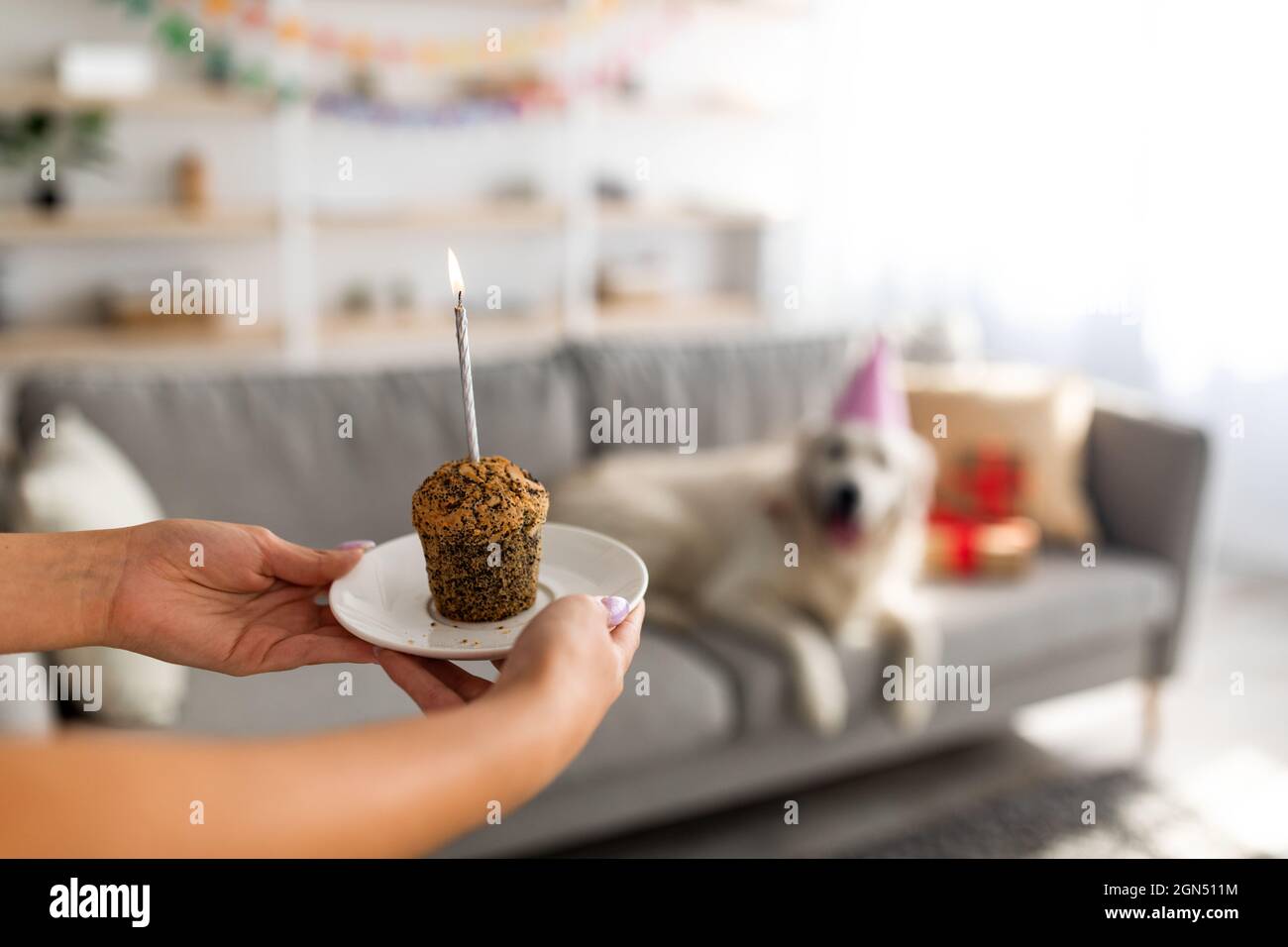 Gros Plan D Une Jeune Femme Tenant Un Petit Gateau D Anniversaire Avec Une Bougie Pour L Anniversaire De Son Chien Mignon A La Maison Foyer Selectif Photo Stock Alamy Gros Plan D Une Jeune Femme Tenant Un Petit Gateau D Anniversaire Avec Une Bougie Pour L Anniversaire De Son Chien Mignon A La Maison Foyer Selectif Photo Stock Alamy