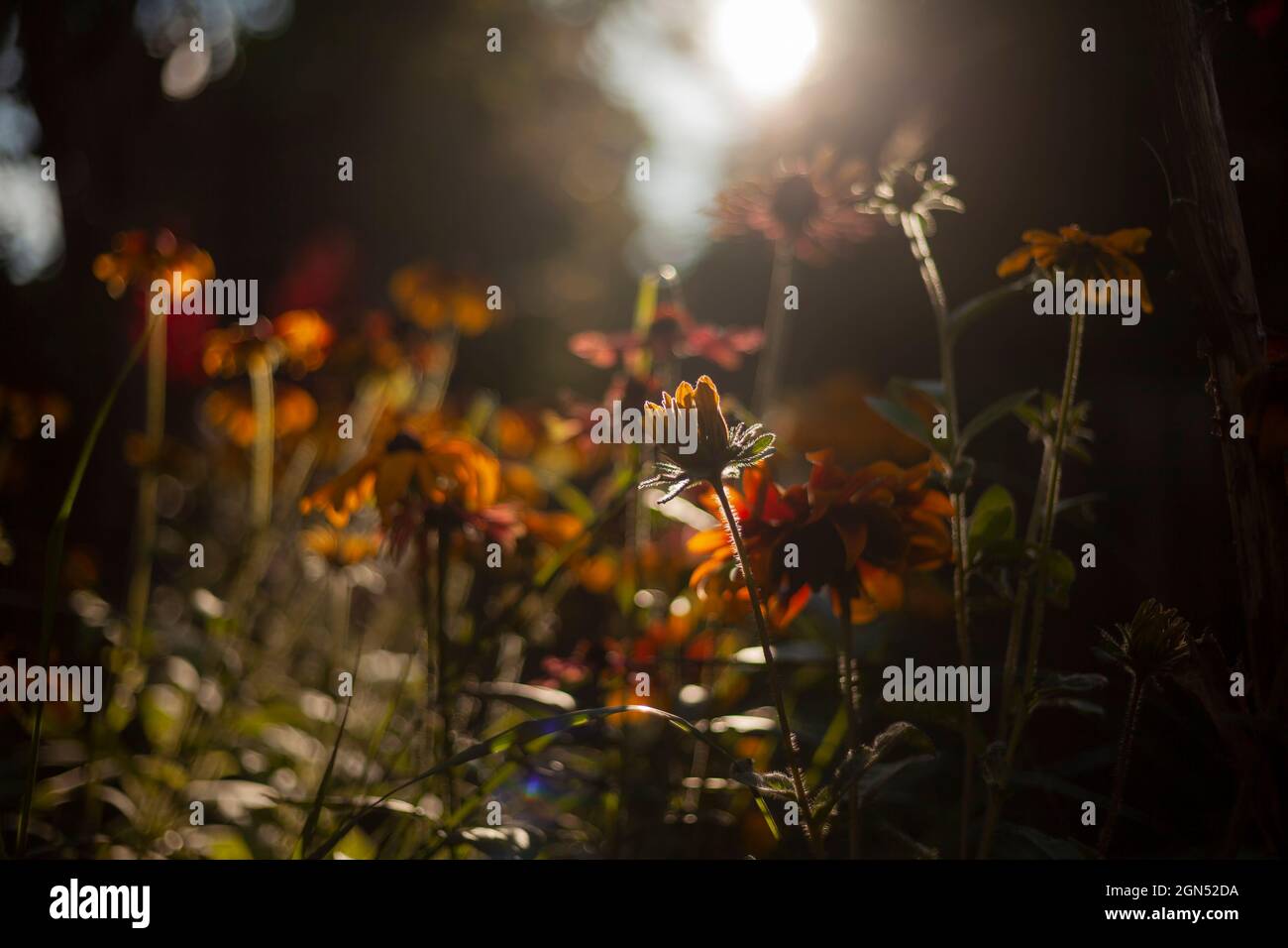 Echinacea 'maa Mia' et Rudbeckia 'Rustic Dwarfs Mixed' dans une frontière herbacée automnale vive.superbes fleurs de la fin de l'été et de l'automne. Banque D'Images