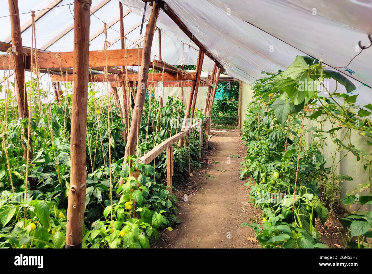Serre de légumes maison dans un village de Roumanie. Beaucoup de gens cultivent leurs propres légumes là pour leurs propres nécessités. Banque D'Images